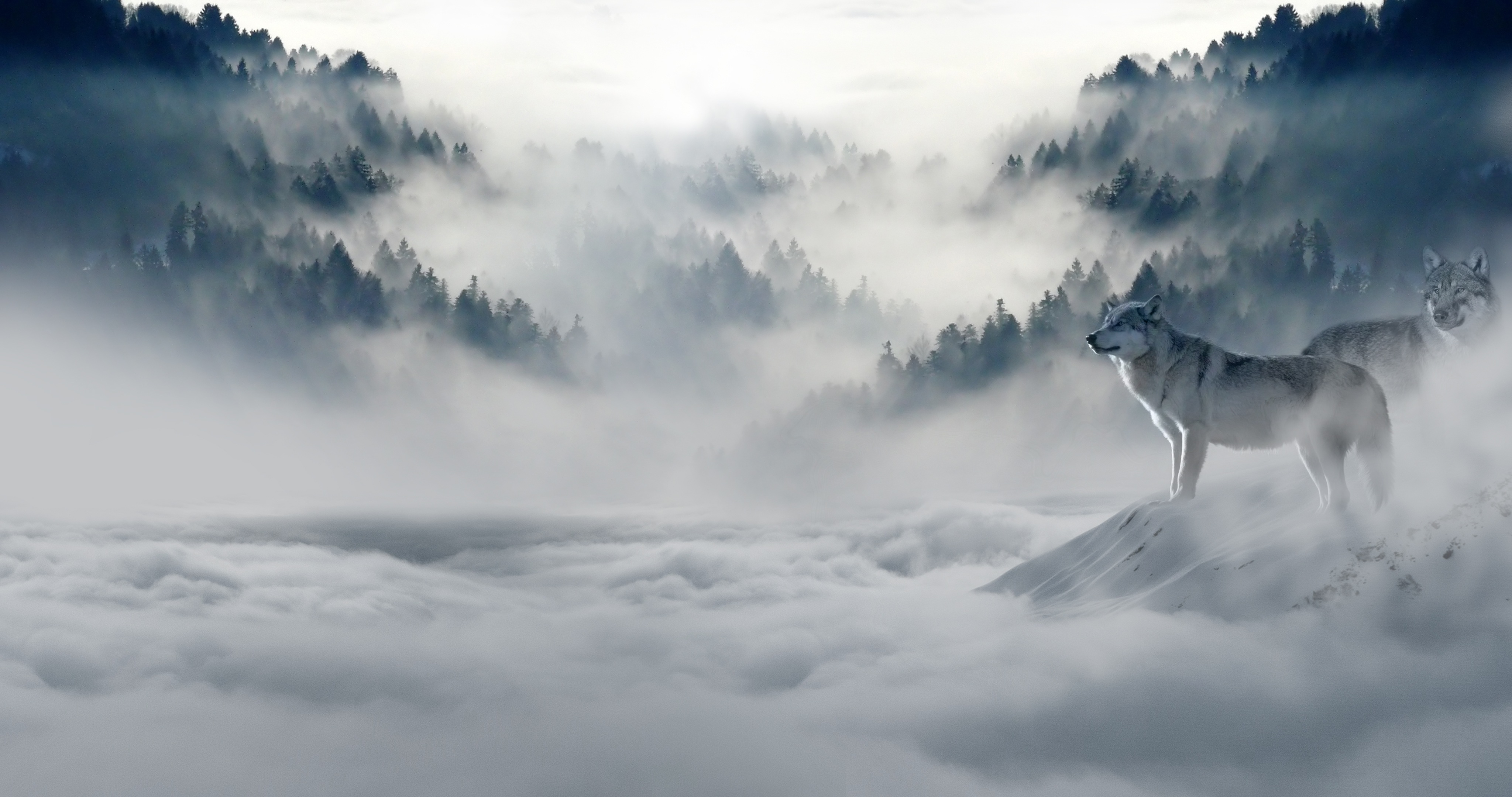 Free download wallpaper Mountain, Forest, Fog, Wolf, Animal, Cloud, Wolves on your PC desktop