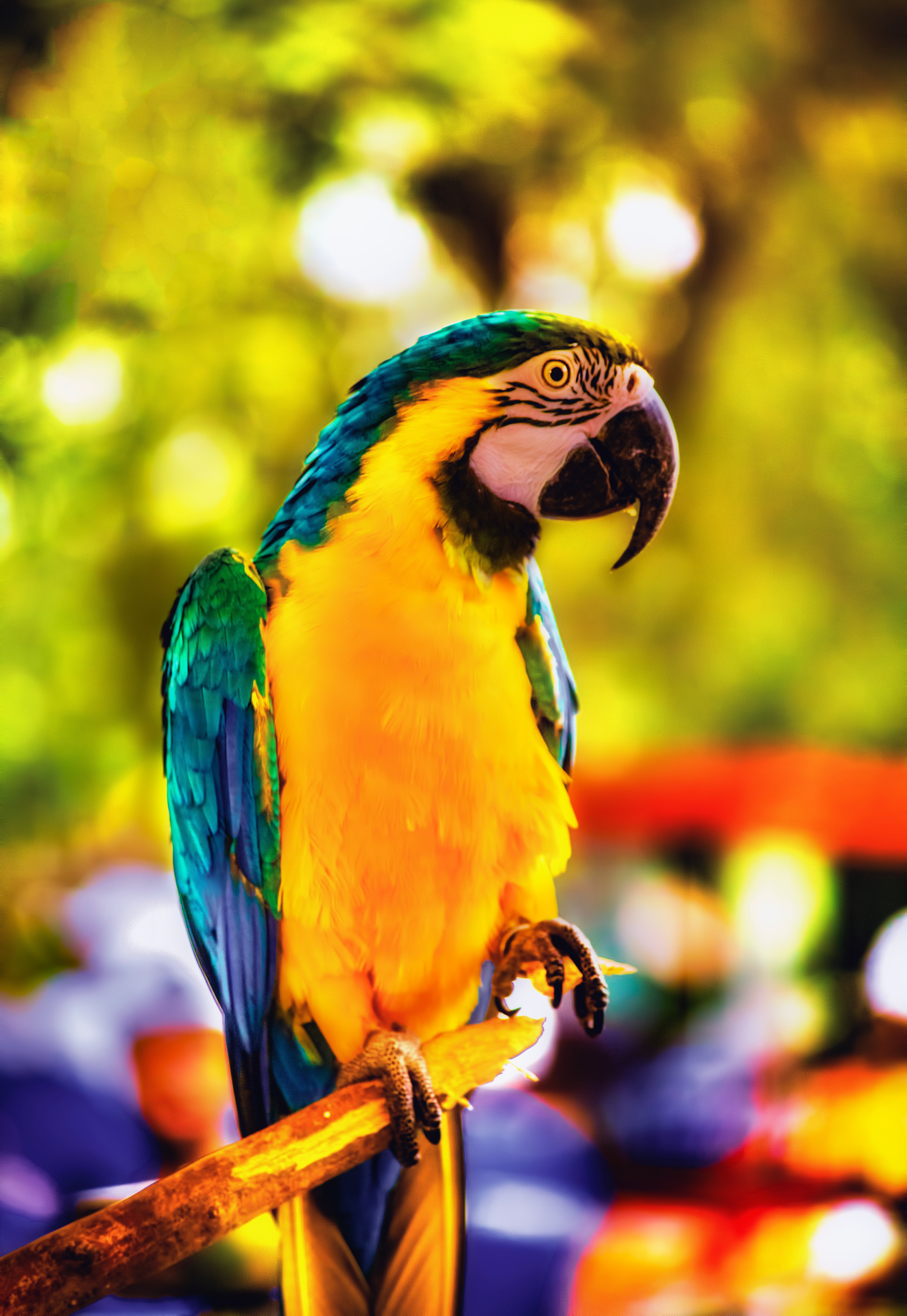bright, macaw, parrots, animals, bird, branch