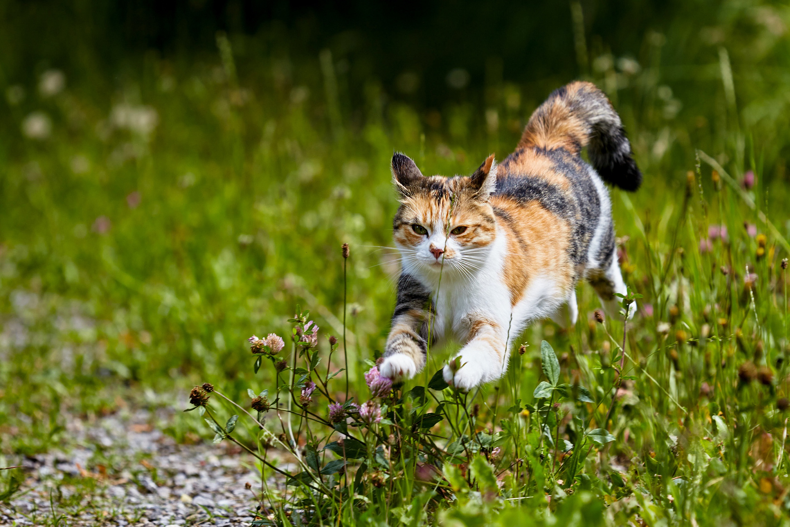 Download mobile wallpaper Cats, Grass, Cat, Animal, Clover for free.