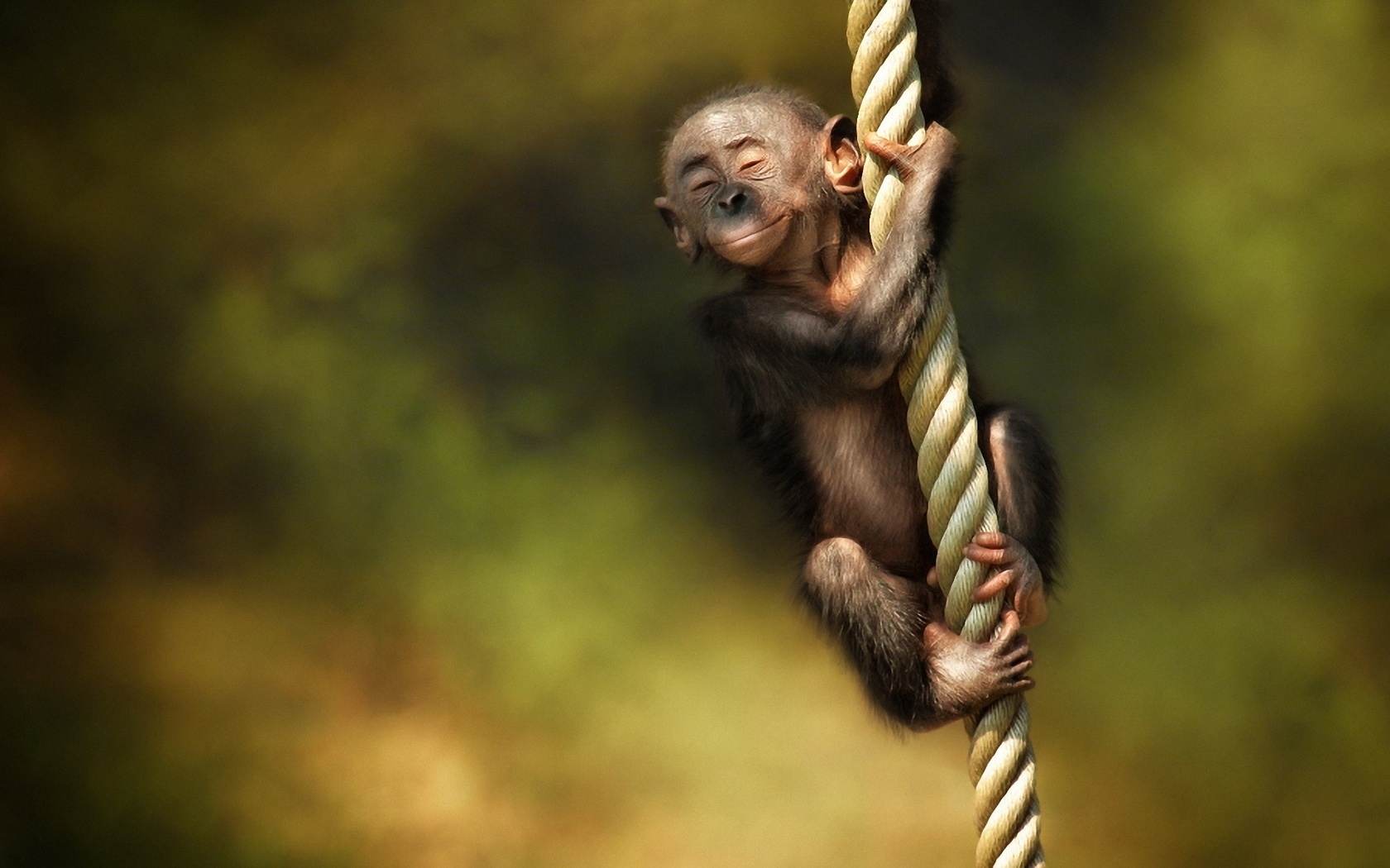 15607 скачать обои обезьяны, юмор, желтые, животные - заставки и картинки бесплатно