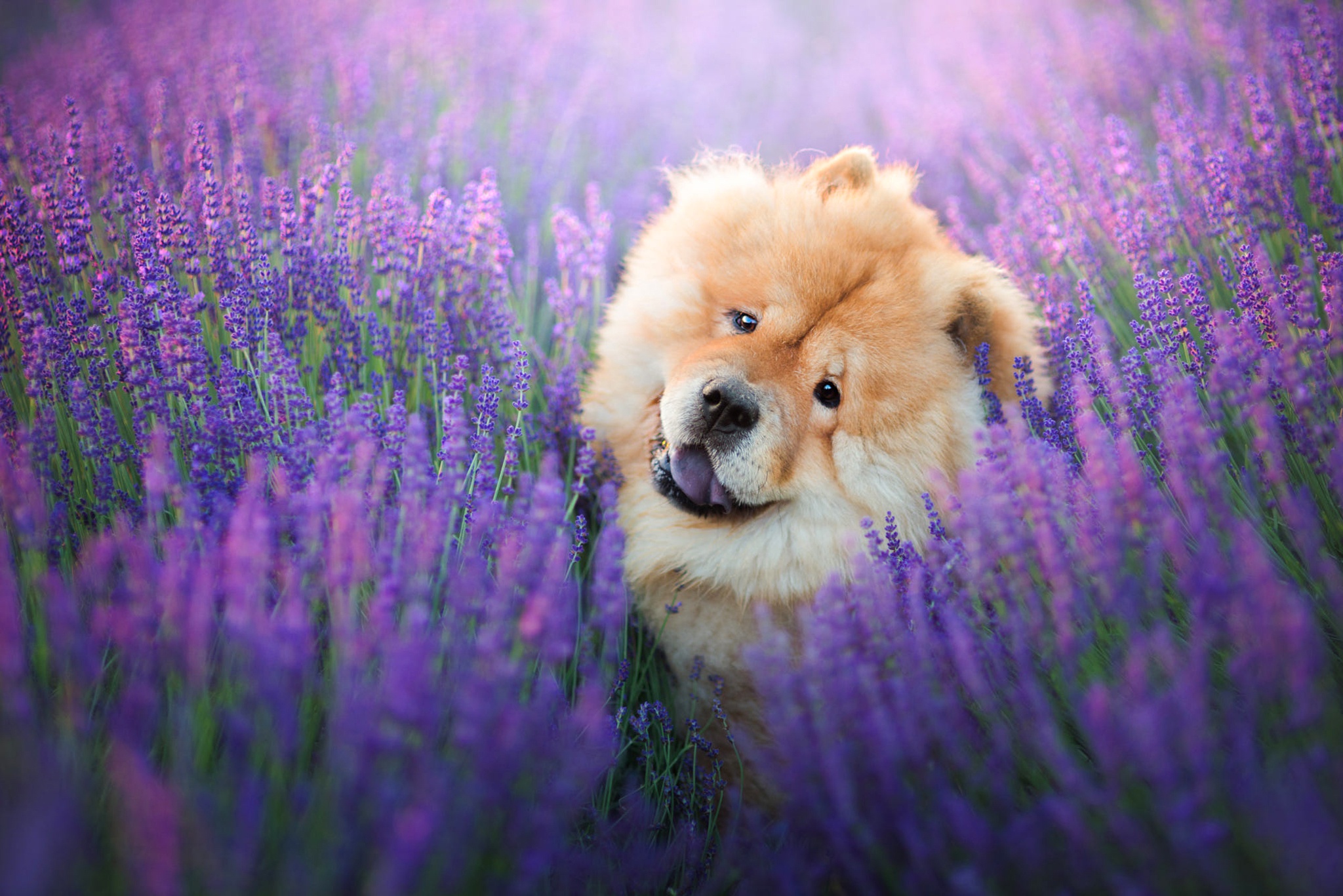 467400 скачать картинку чау чау, животные, собака, цветок, лиловый, фиолетовый цветок, собаки - обои и заставки бесплатно