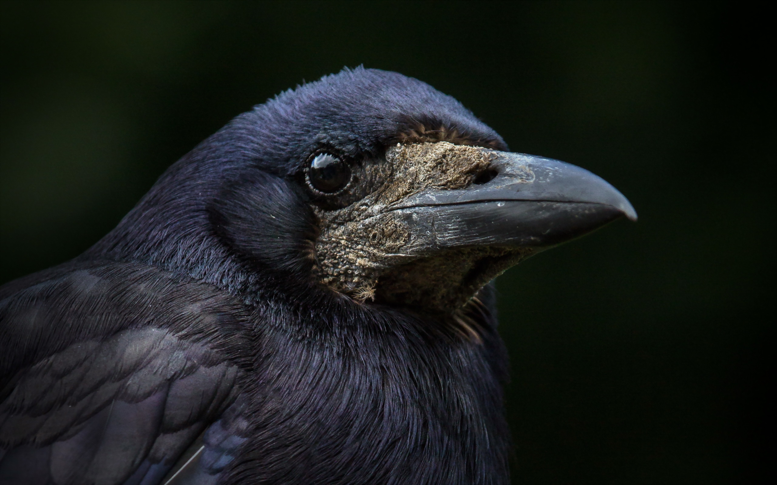 Free download wallpaper Bird, Beak, Animal, Crow on your PC desktop