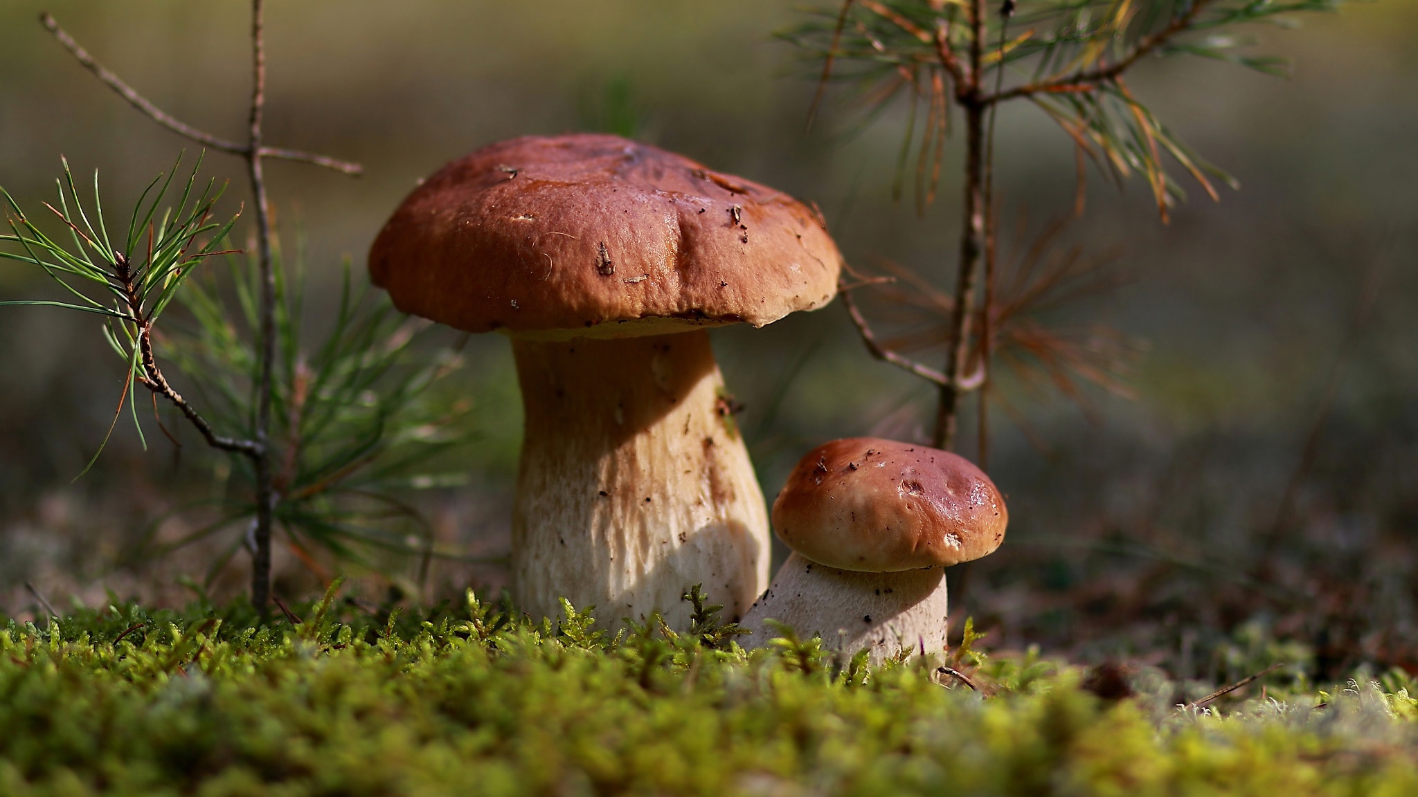 Download mobile wallpaper Earth, Mushroom for free.