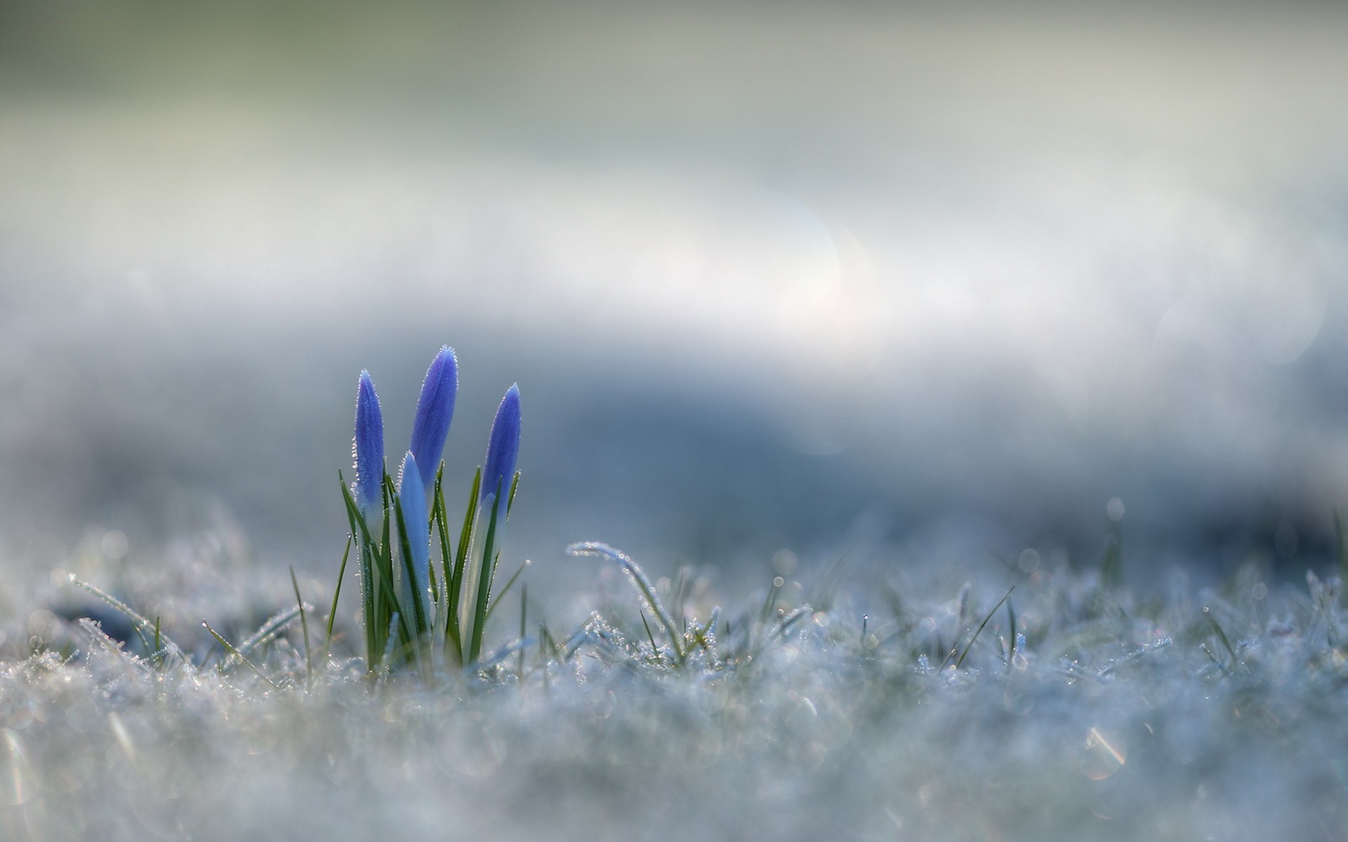 Laden Sie das Winter, Natur, Blumen, Blume, Frost, Bokeh, Gras, Krokus, Lila Blume, Erde/natur-Bild kostenlos auf Ihren PC-Desktop herunter