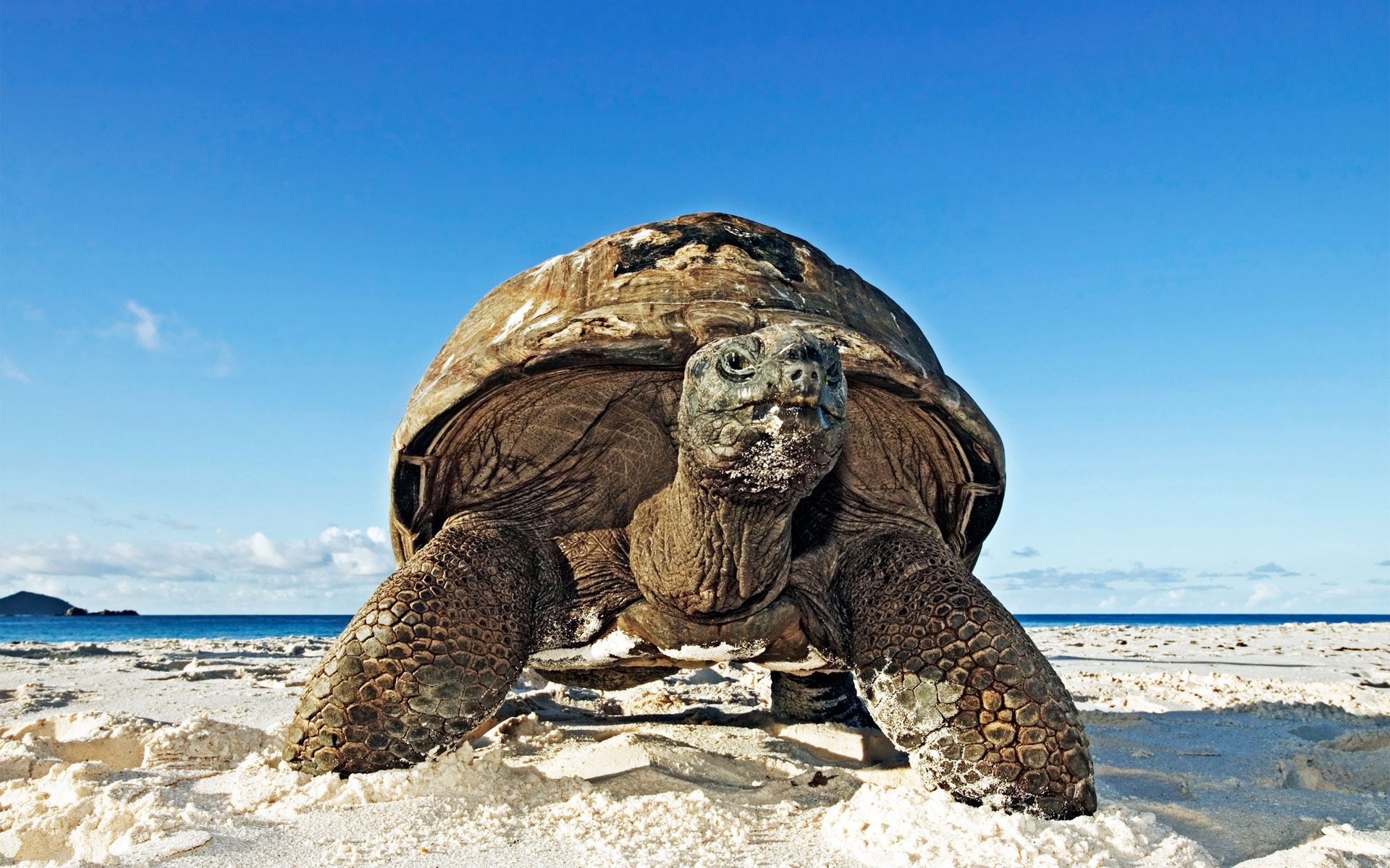 carapace, animals, sand, shell, turtle