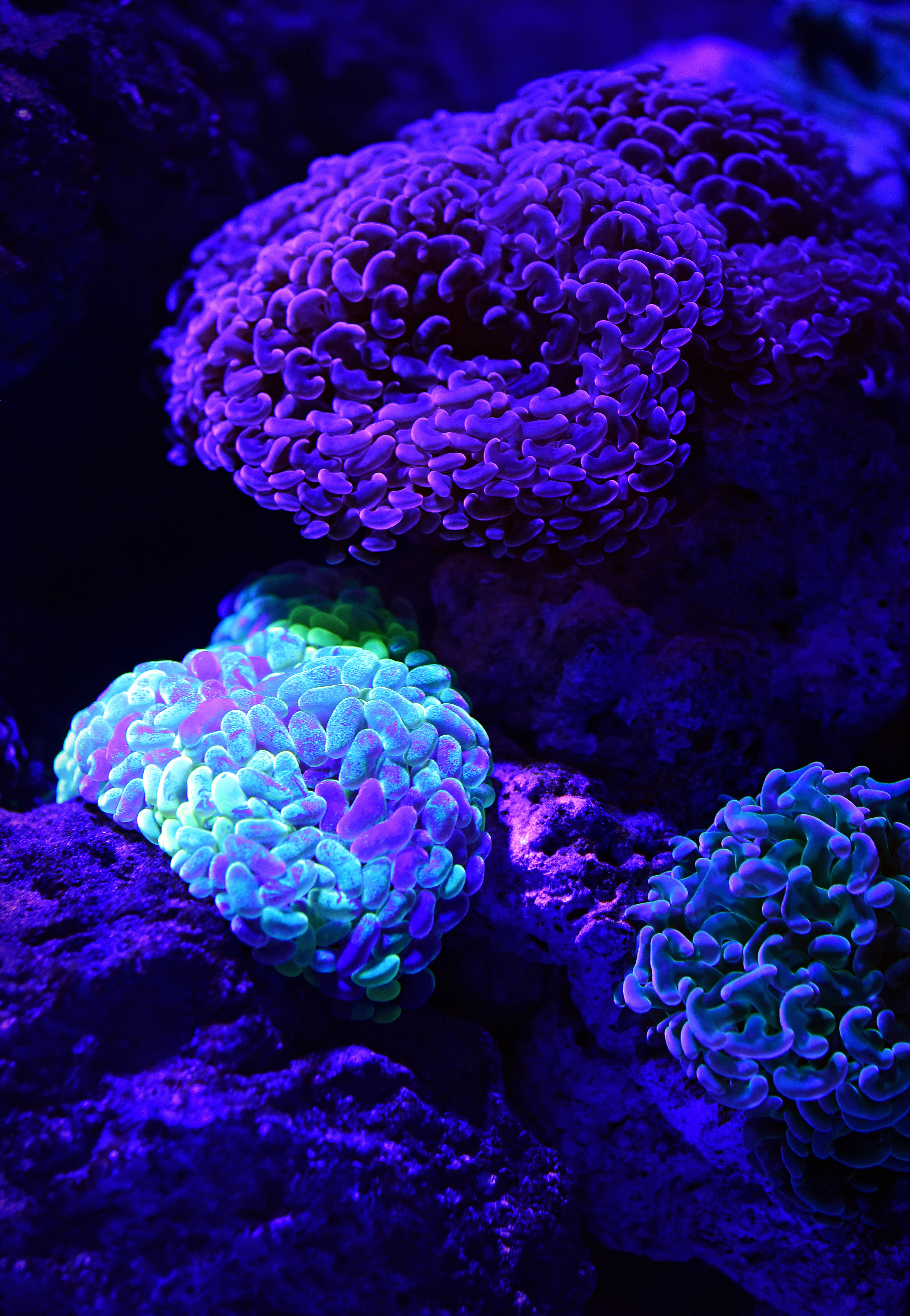 Download mobile wallpaper Animals, Glow, Underwater World, Coral for free.