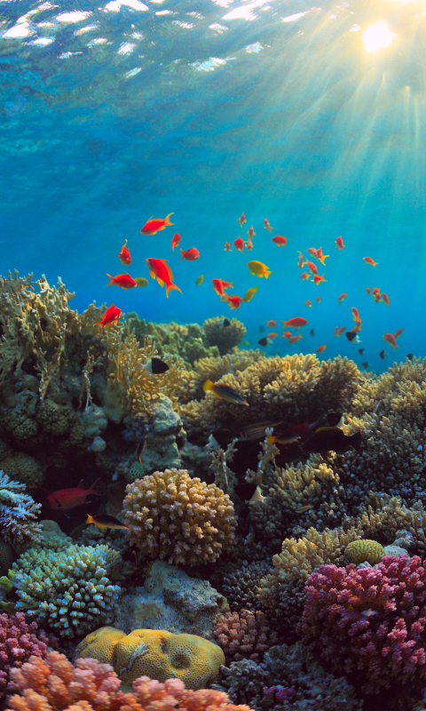 Download mobile wallpaper Coral, Animal, Fish, Underwater, Sunbeam, Sunbean for free.