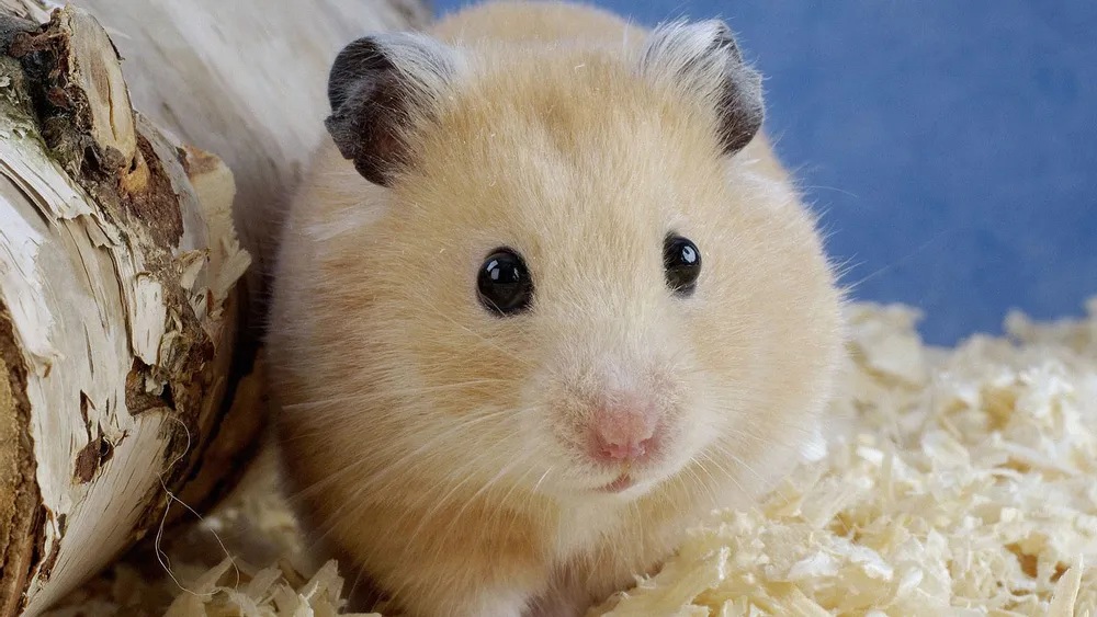 Desktop wallpaper: Cute, Hamster, Animal 4K free download for PC. 159092