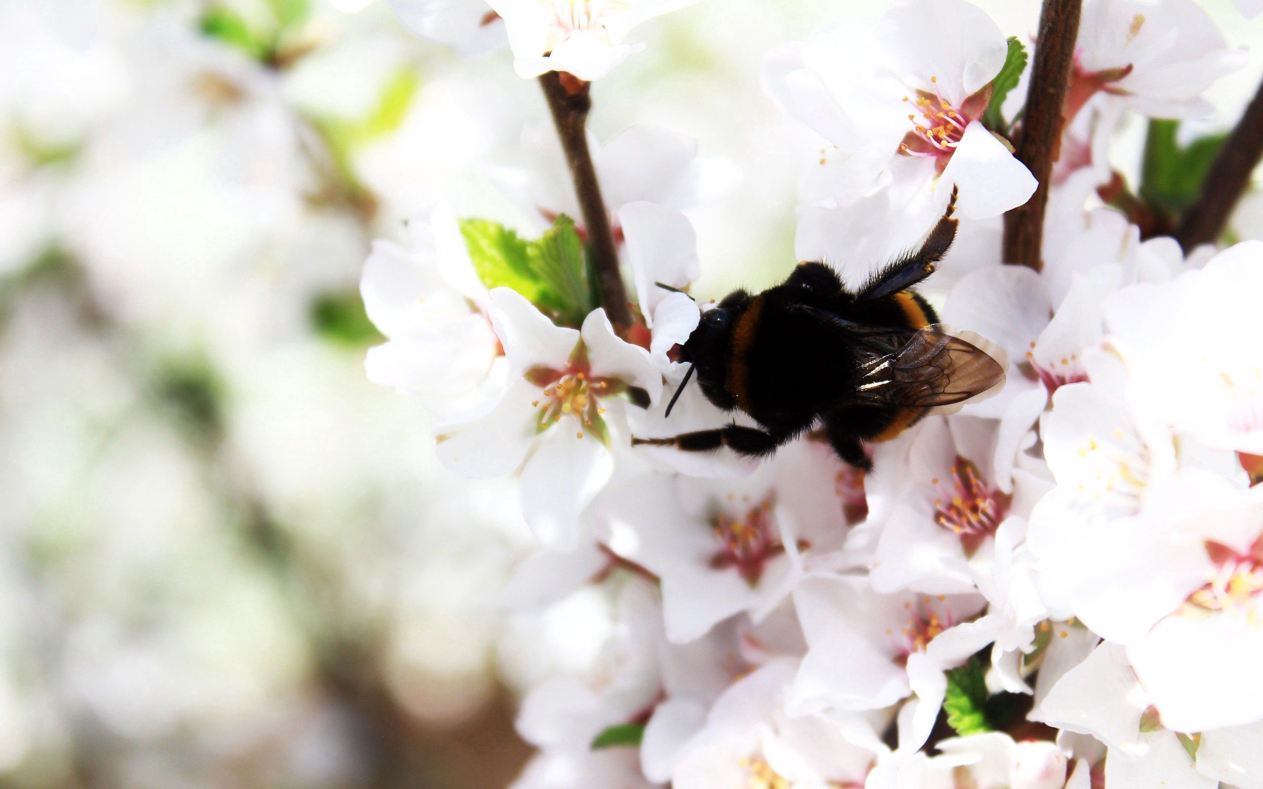 Download mobile wallpaper Macro, Bumblebee, Flowering, Branch, Bloom, Spring for free.