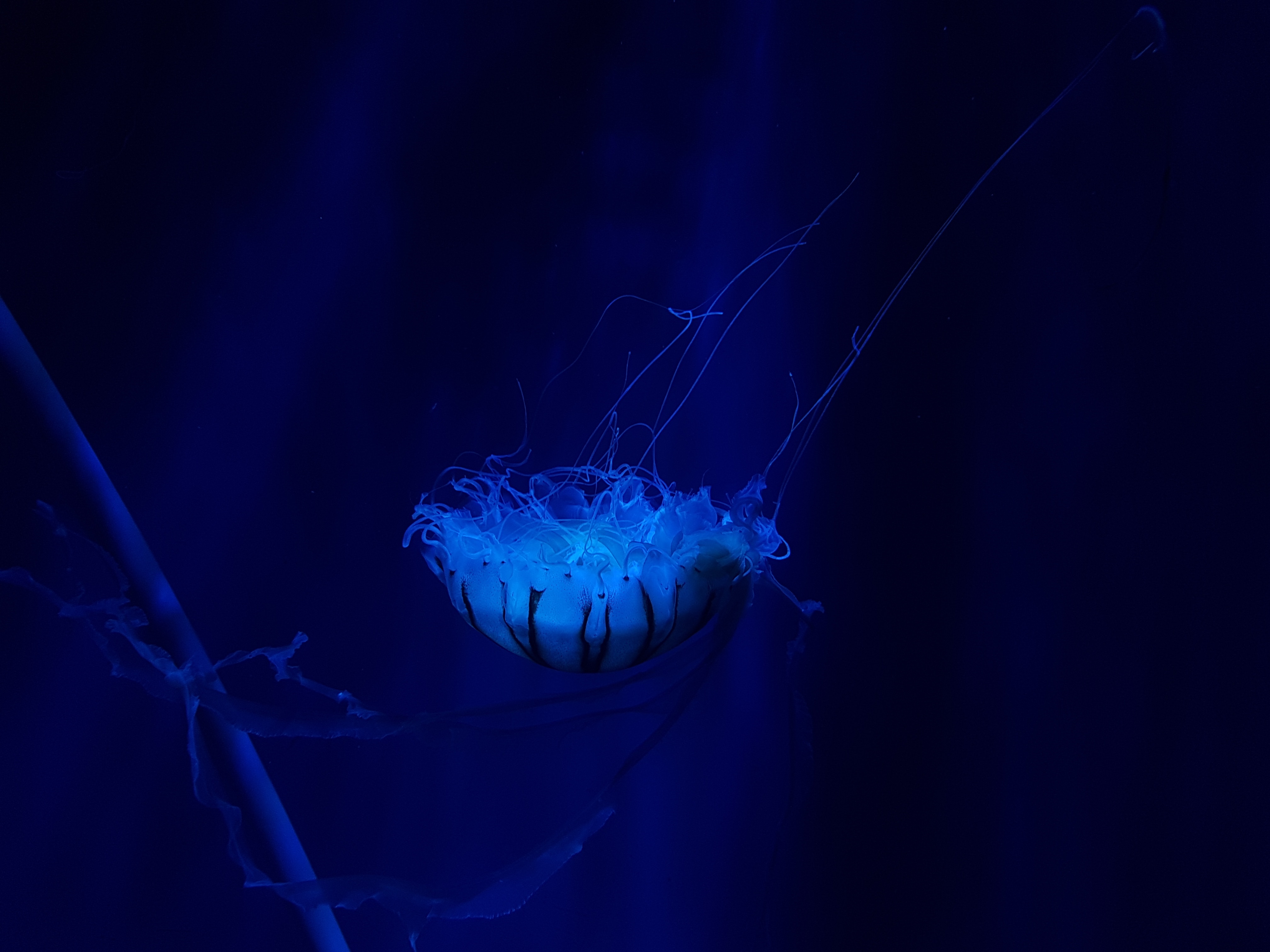 60735 скачать обои подводный мир, медуза, животные, океан, плавать, щупальцы - заставки и картинки бесплатно