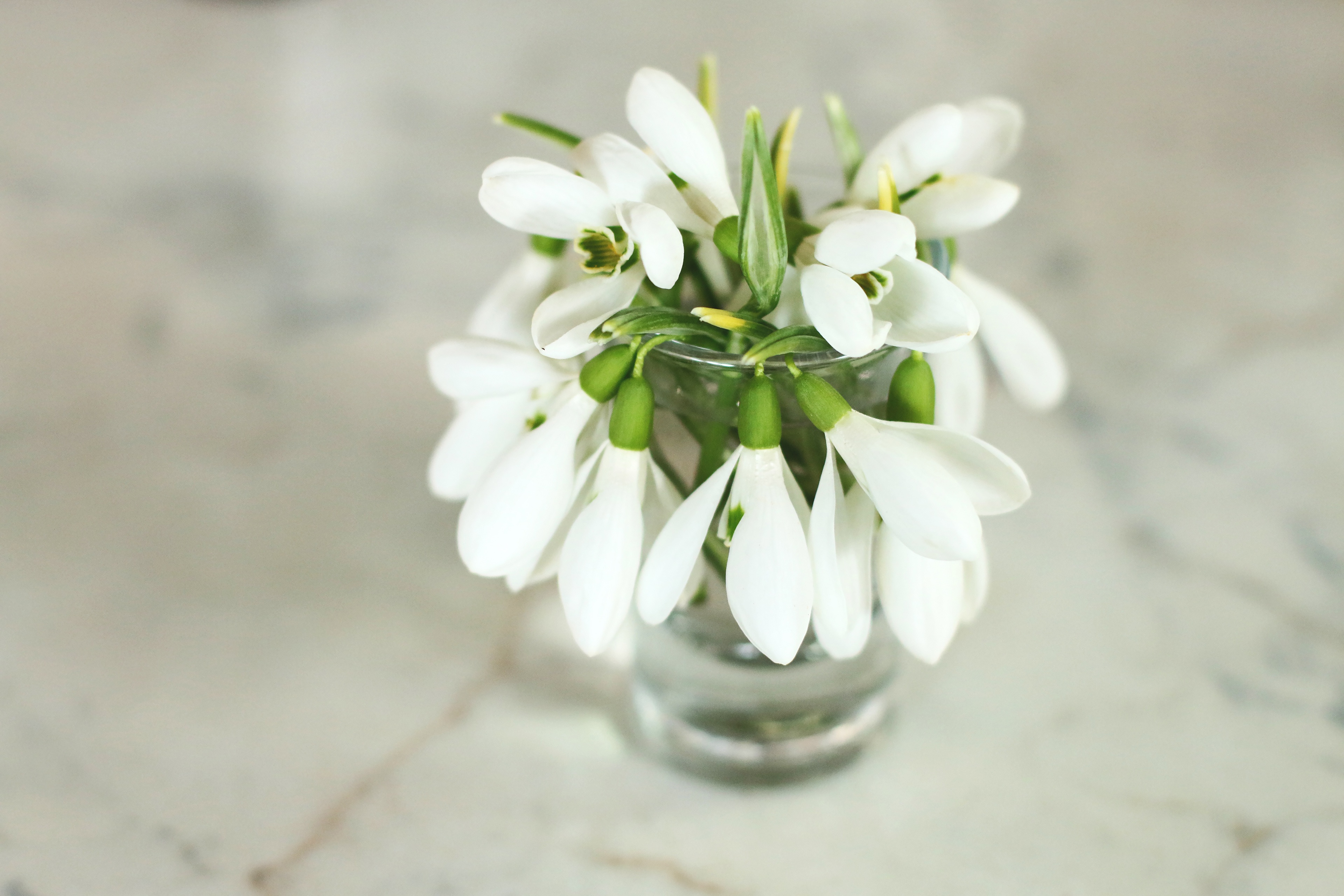 Download mobile wallpaper Flower, Bouquet, Snowdrop, White Flower, Man Made for free.