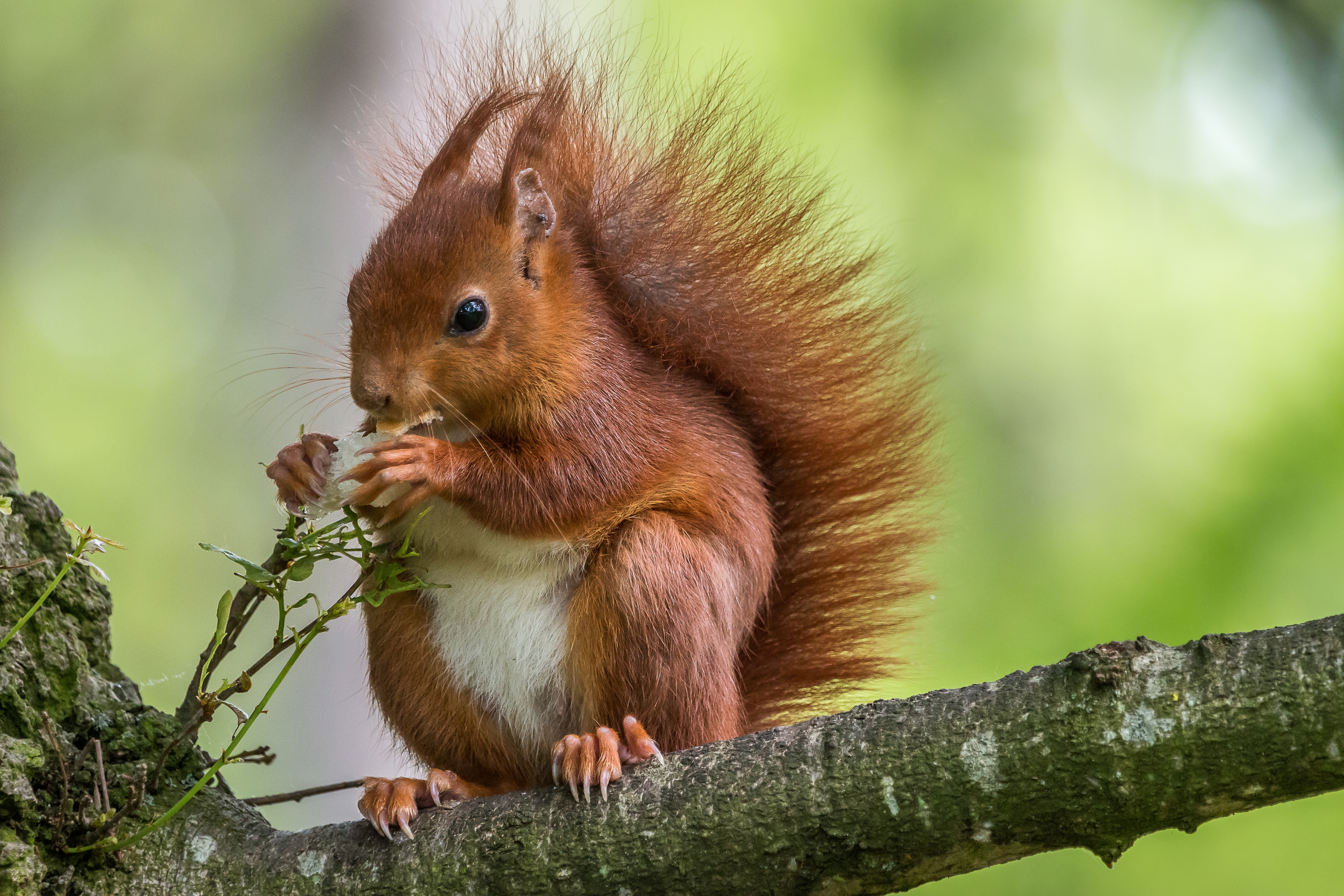 Laden Sie das Tiere, Eichhörnchen, Nagetier, Essen-Bild kostenlos auf Ihren PC-Desktop herunter