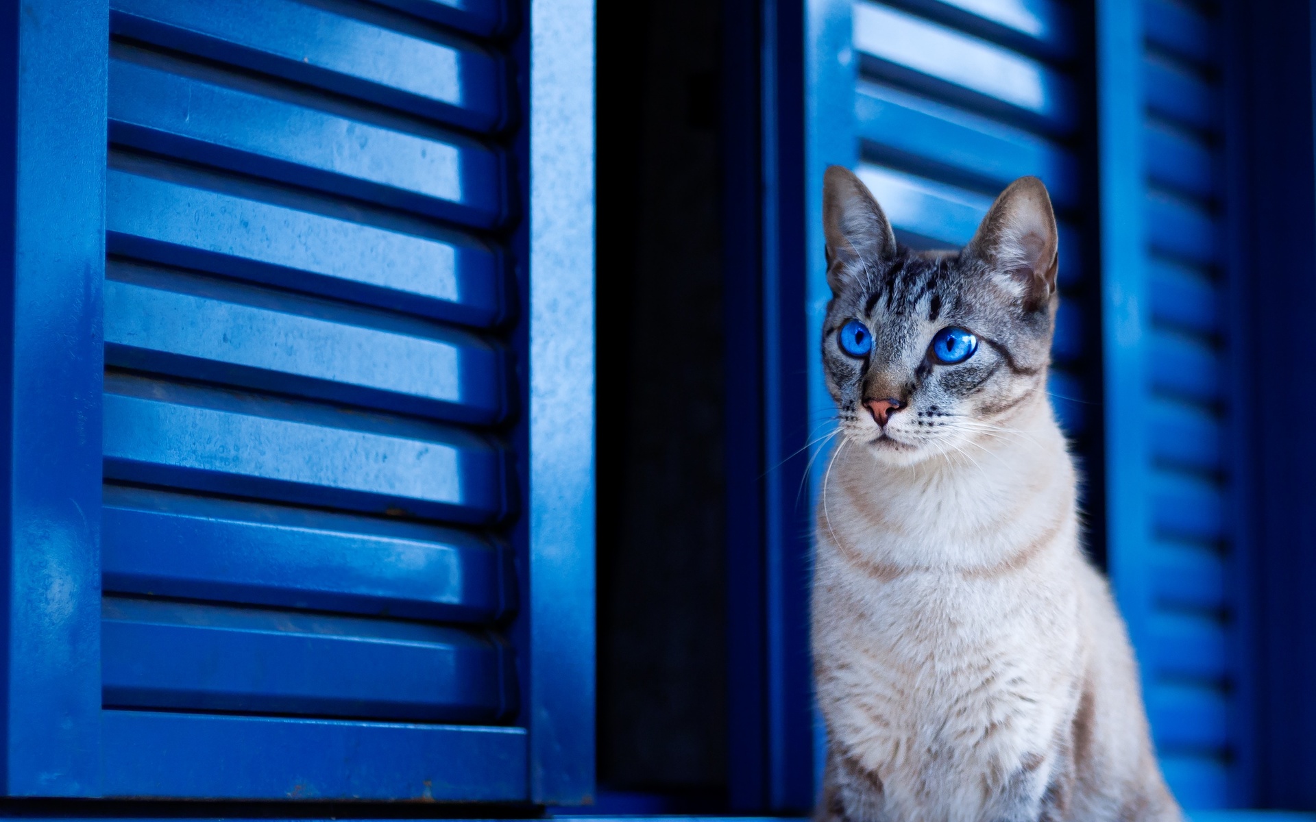 Baixe gratuitamente a imagem Animais, Gatos, Gato na área de trabalho do seu PC