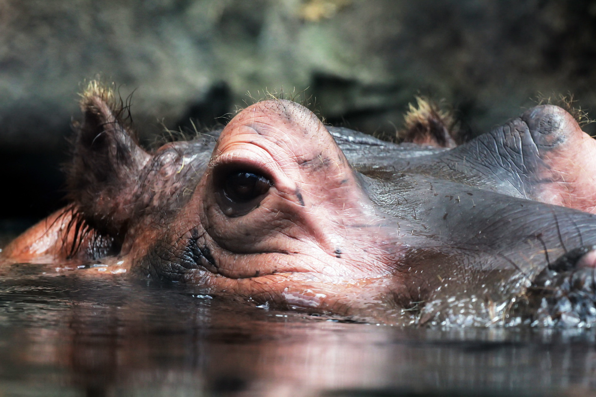 Descarga gratis la imagen Animales, De Cerca, Hipopótamo en el escritorio de tu PC