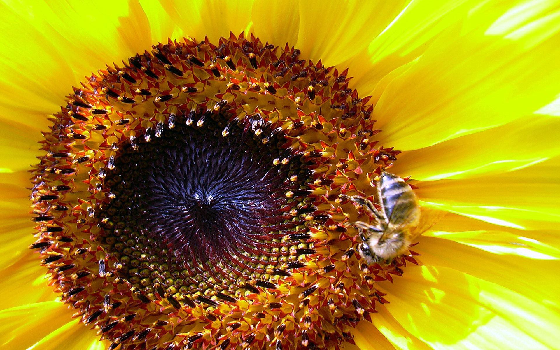 Download mobile wallpaper Macro, Pollination, Bee, Sunflower for free.