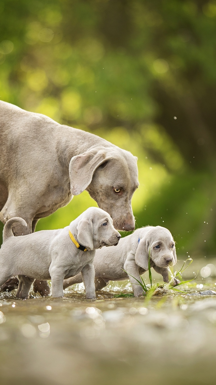 Descarga gratuita de fondo de pantalla para móvil de Animales, Perros, Perro, Cachorro, Braco De Weimar, Bebe Animal.