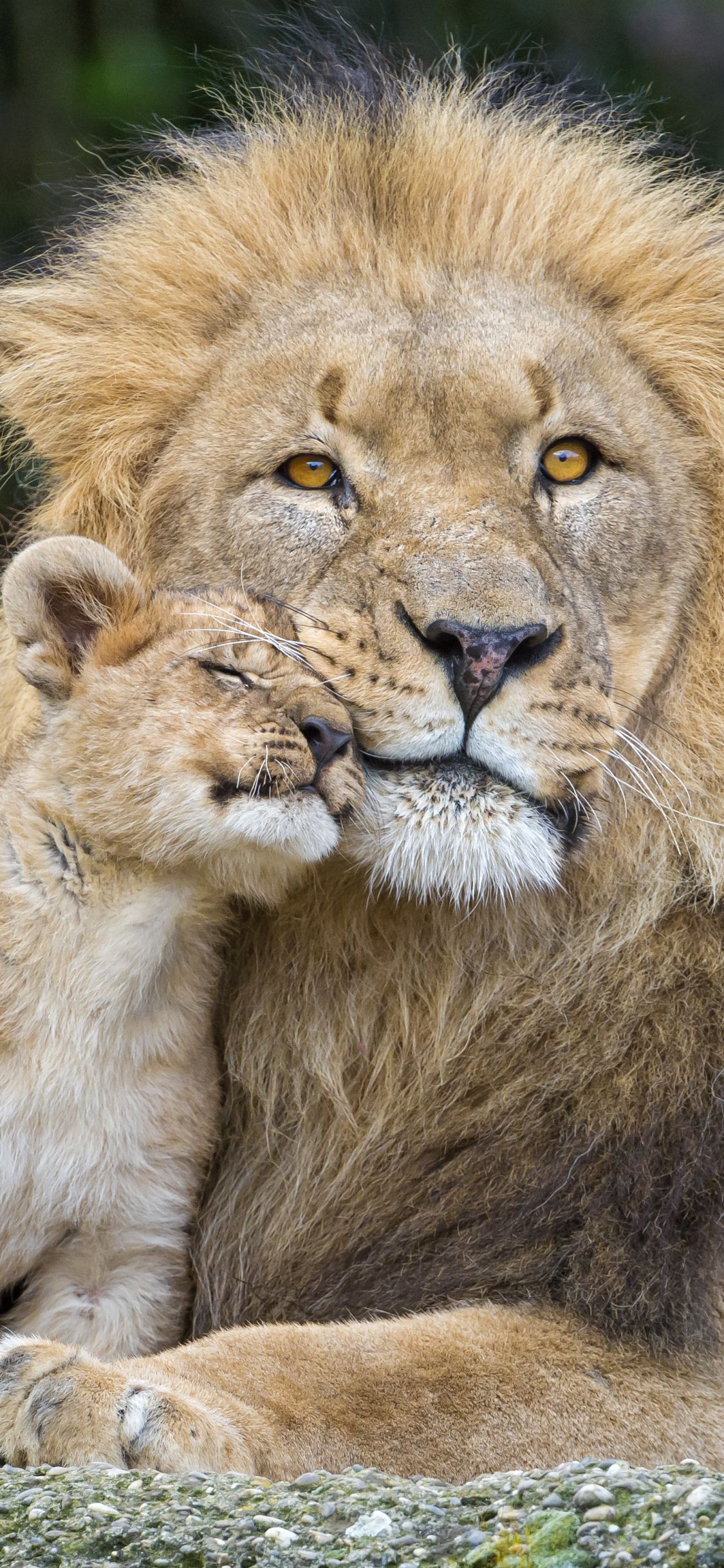 Download mobile wallpaper Cats, Love, Lion, Animal, Cute, Baby Animal, Cub for free.