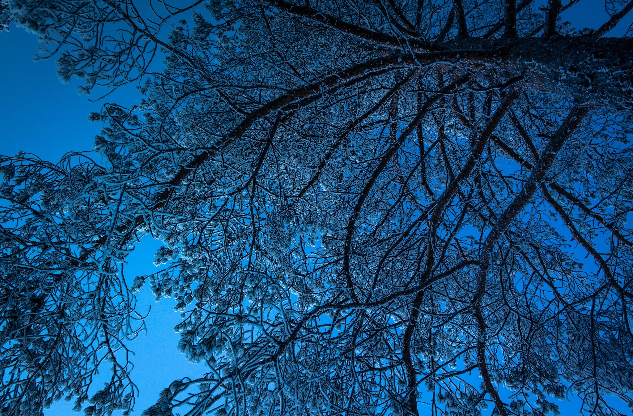 Free download wallpaper Winter, Trees, Tree, Crown, Earth on your PC desktop