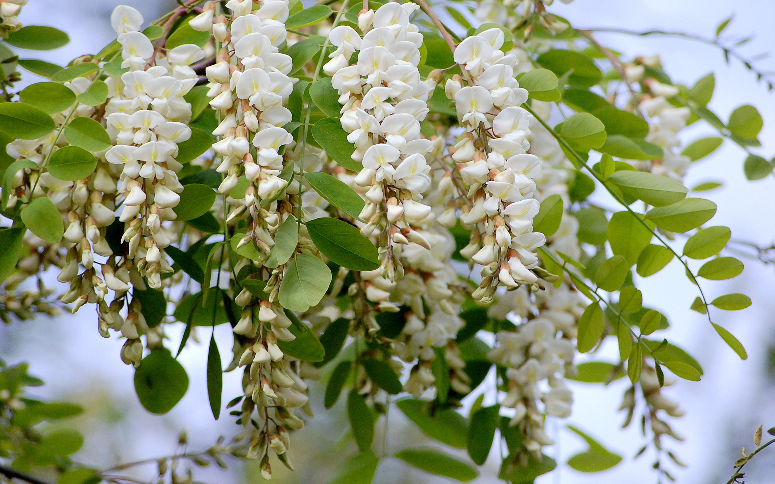 Téléchargez gratuitement l'image Fleurs, Floraison, Terre/nature sur le bureau de votre PC