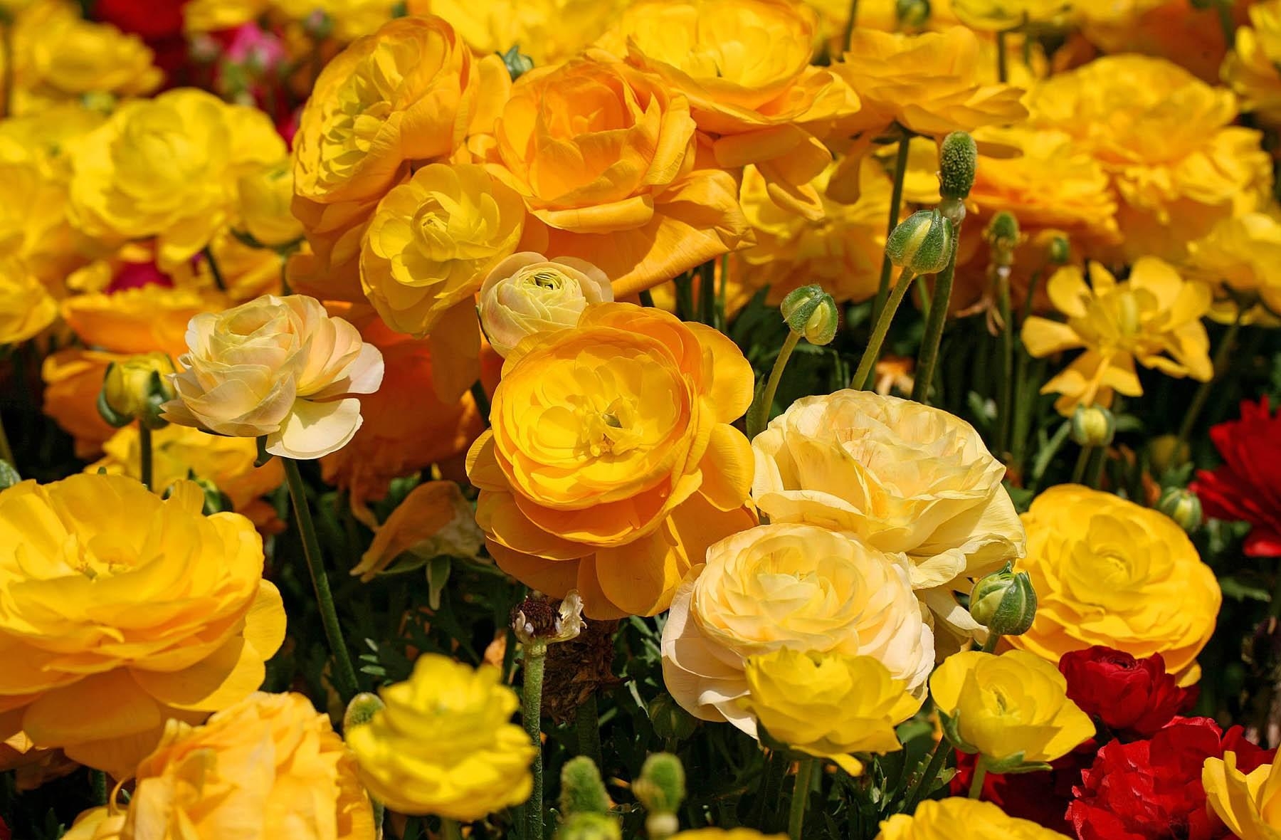 394653壁紙のダウンロード地球, ラナンキュラ, バターカップ, 花, 黄色い花, フラワーズ-スクリーンセーバーと写真を無料で
