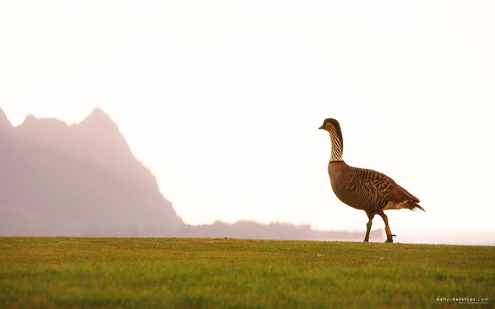 Baixe gratuitamente a imagem Animais, Aves, Pato na área de trabalho do seu PC