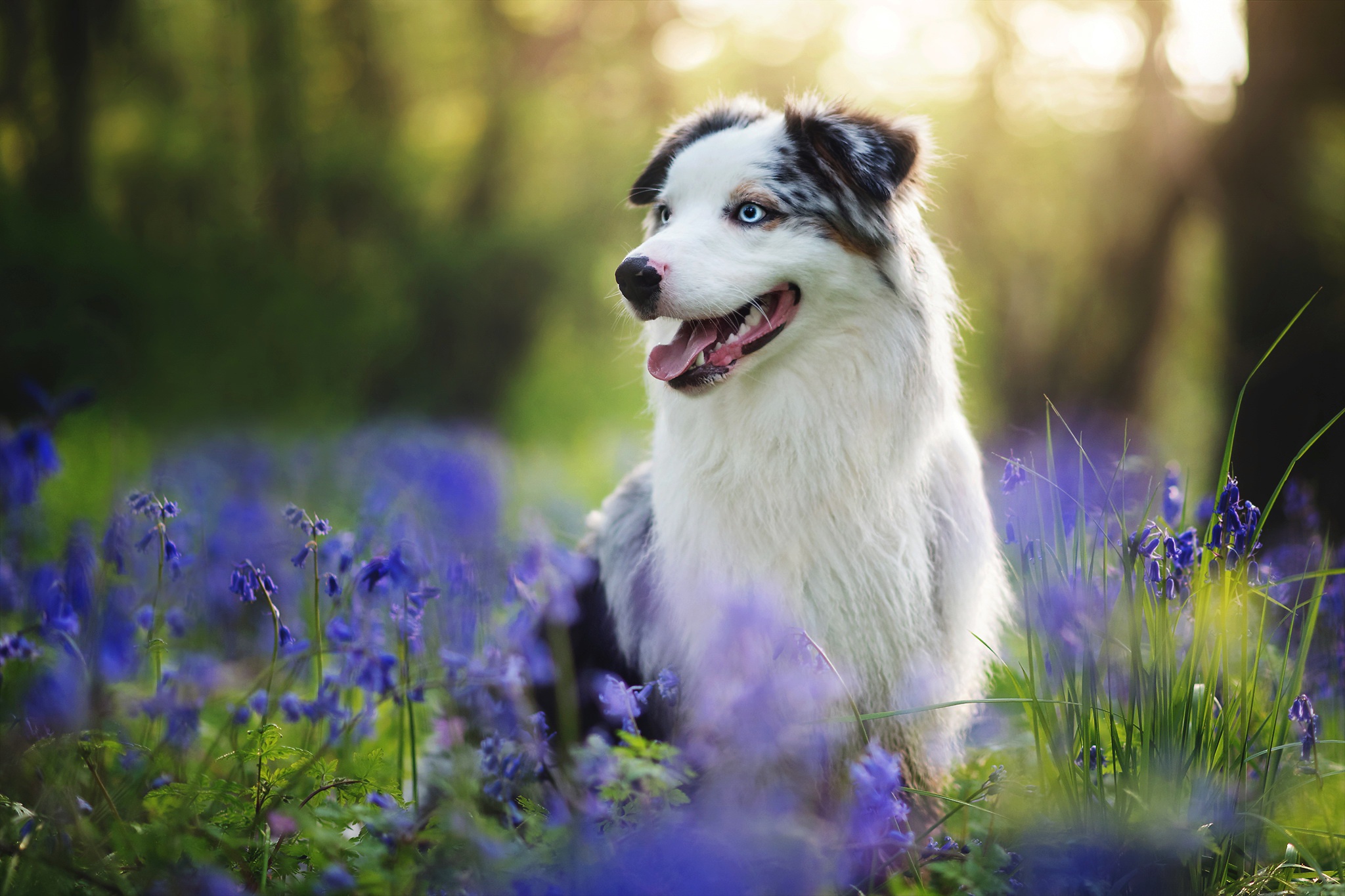 Laden Sie das Tiere, Hunde, Blume, Hund, Bokeh, Australischer Hirte-Bild kostenlos auf Ihren PC-Desktop herunter