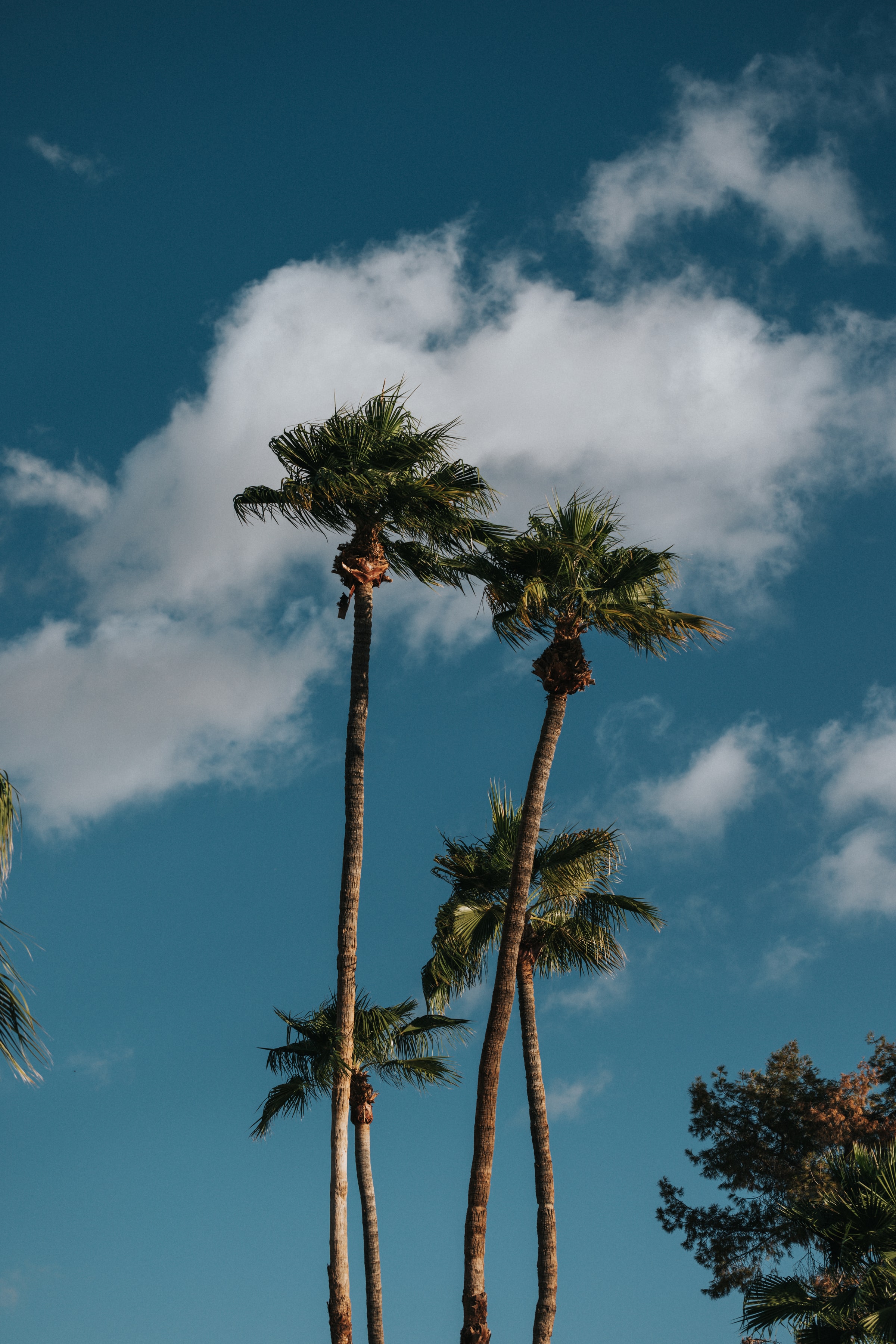 Download mobile wallpaper Trees, Clouds, Sky, Nature, Palms for free.