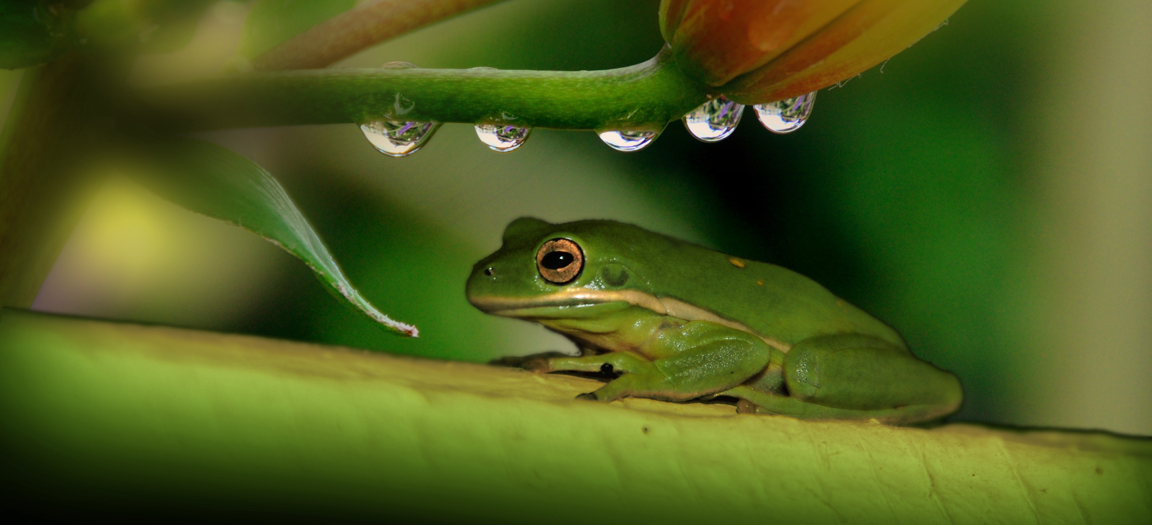 Free download wallpaper Frog, Drops, Plant, Animals on your PC desktop