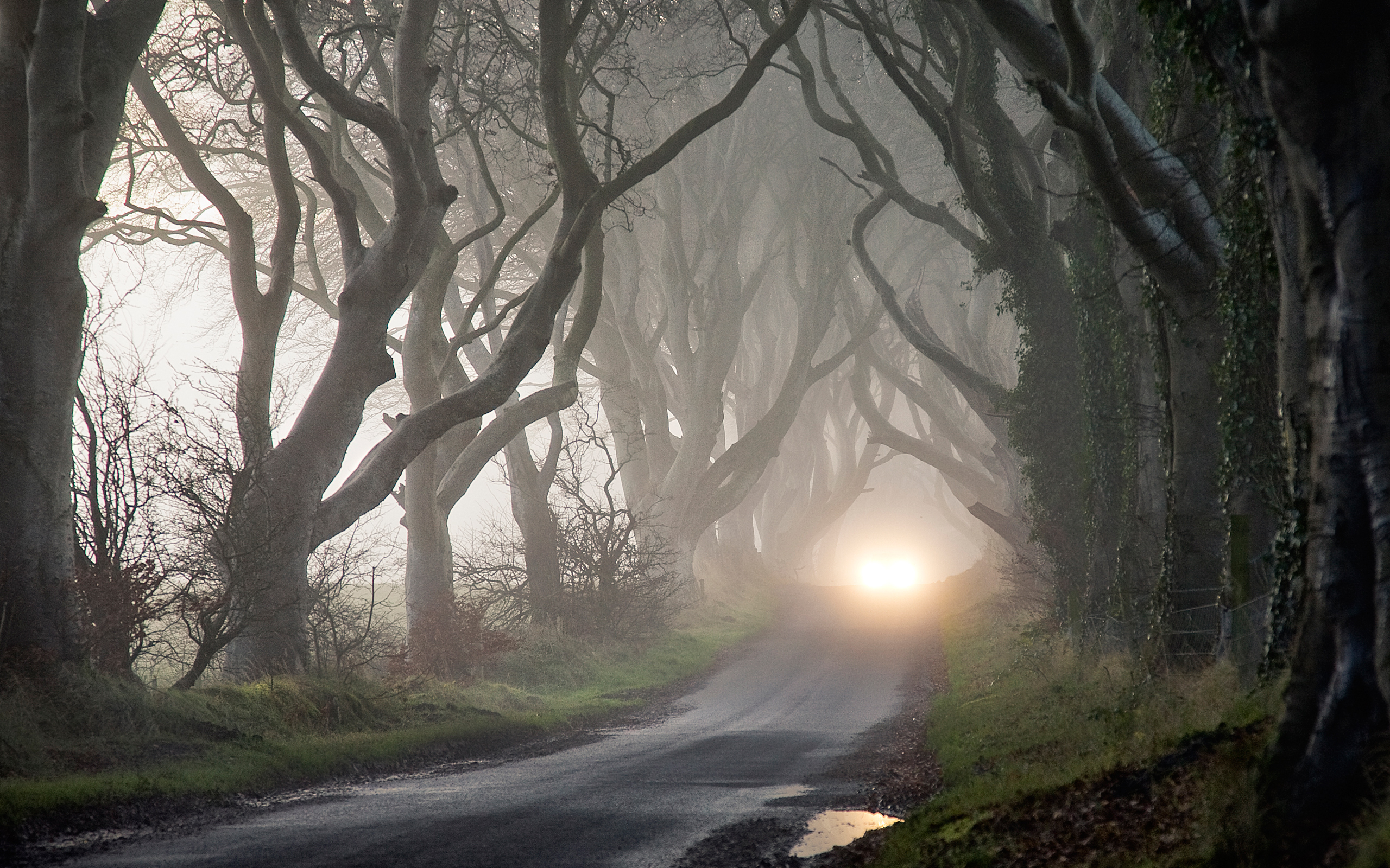 Download mobile wallpaper Road, Fog, Tree, Earth for free.