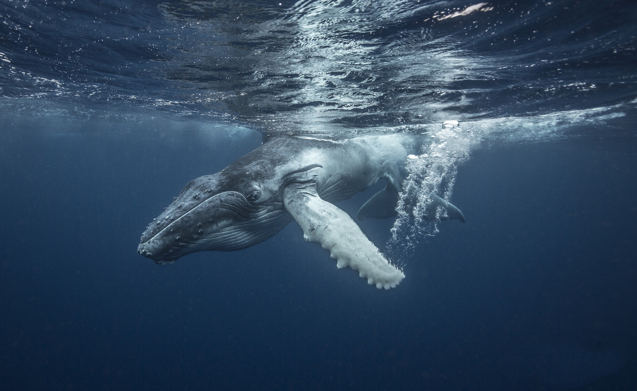 animal, whale, humpback whale, sea life, underwater