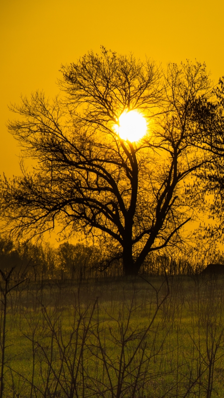 Download mobile wallpaper Nature, Sun, Tree, Sunrise, Earth for free.