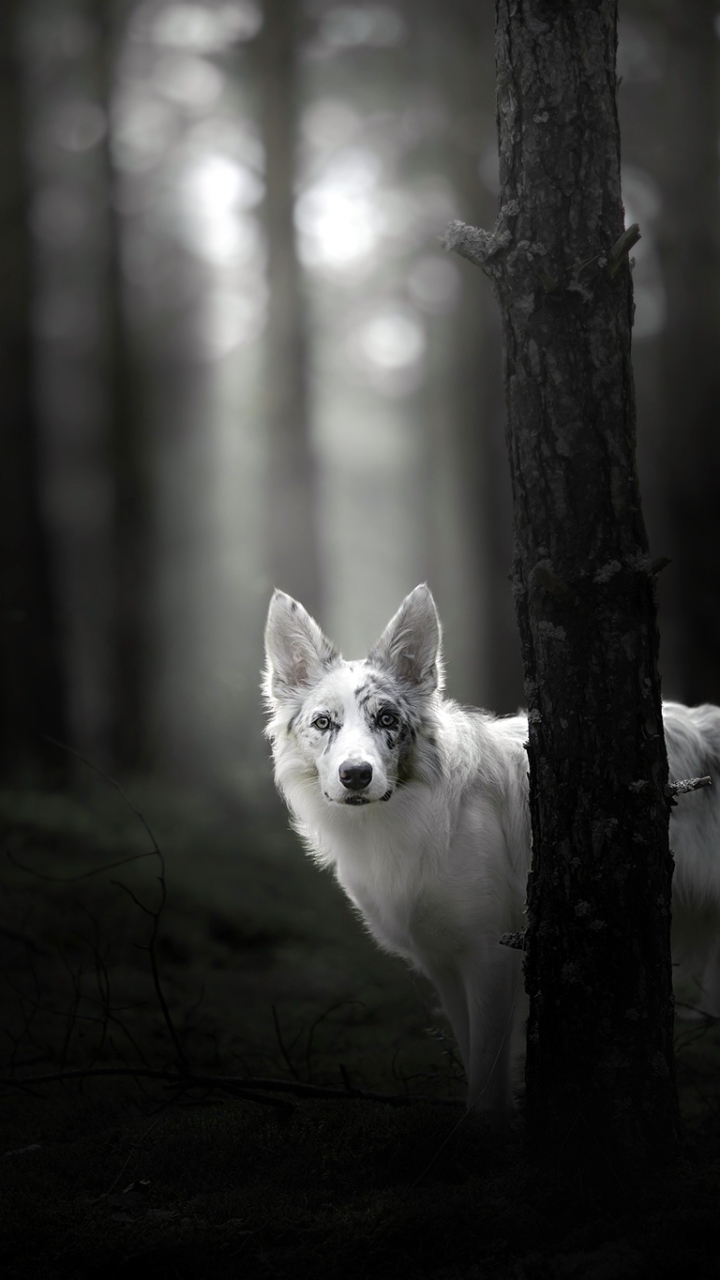 Download mobile wallpaper Dogs, Dark, Forest, Dog, Animal, Australian Shepherd, Stare, Depth Of Field for free.
