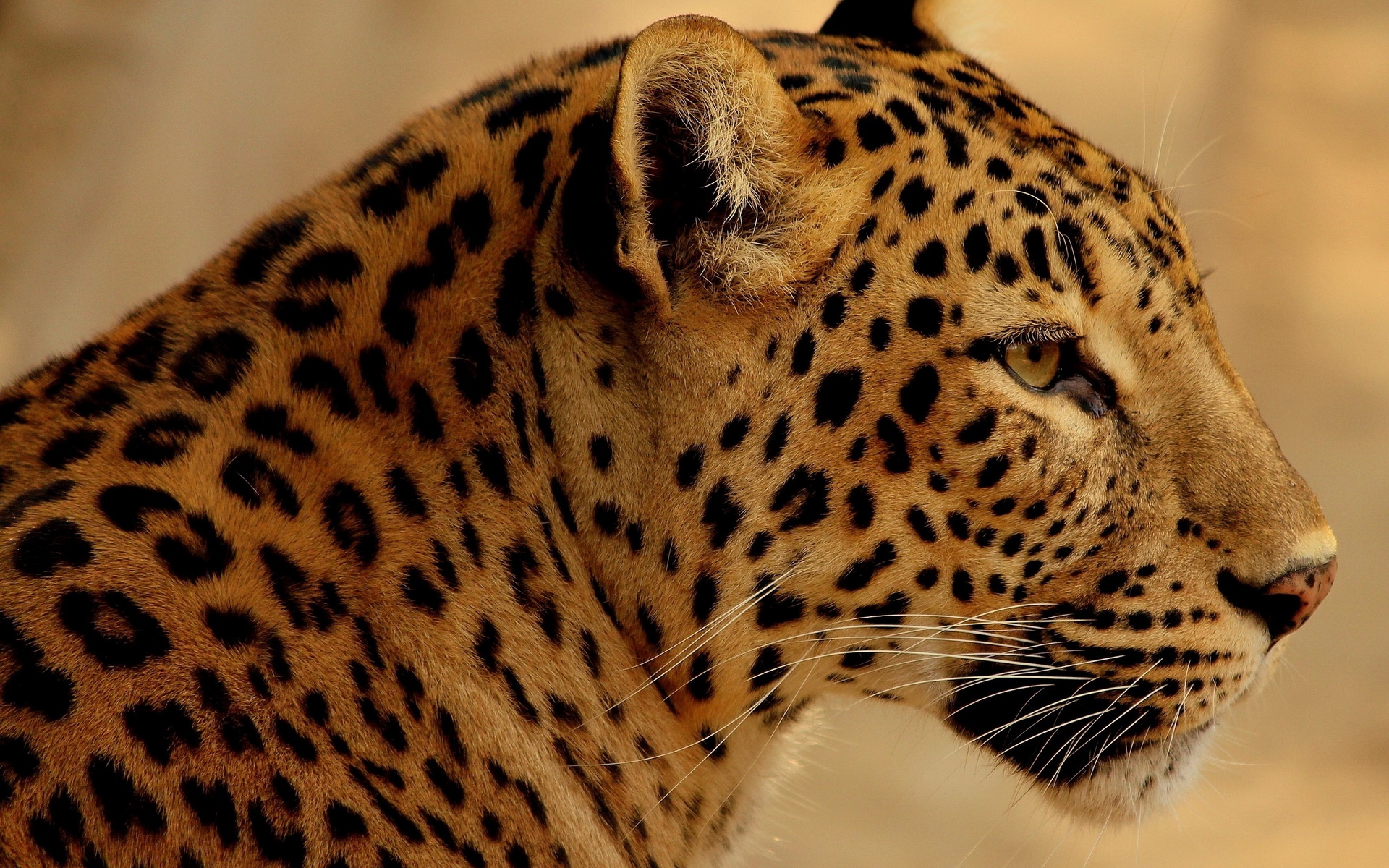 Téléchargez gratuitement l'image Animaux, Jaguar sur le bureau de votre PC