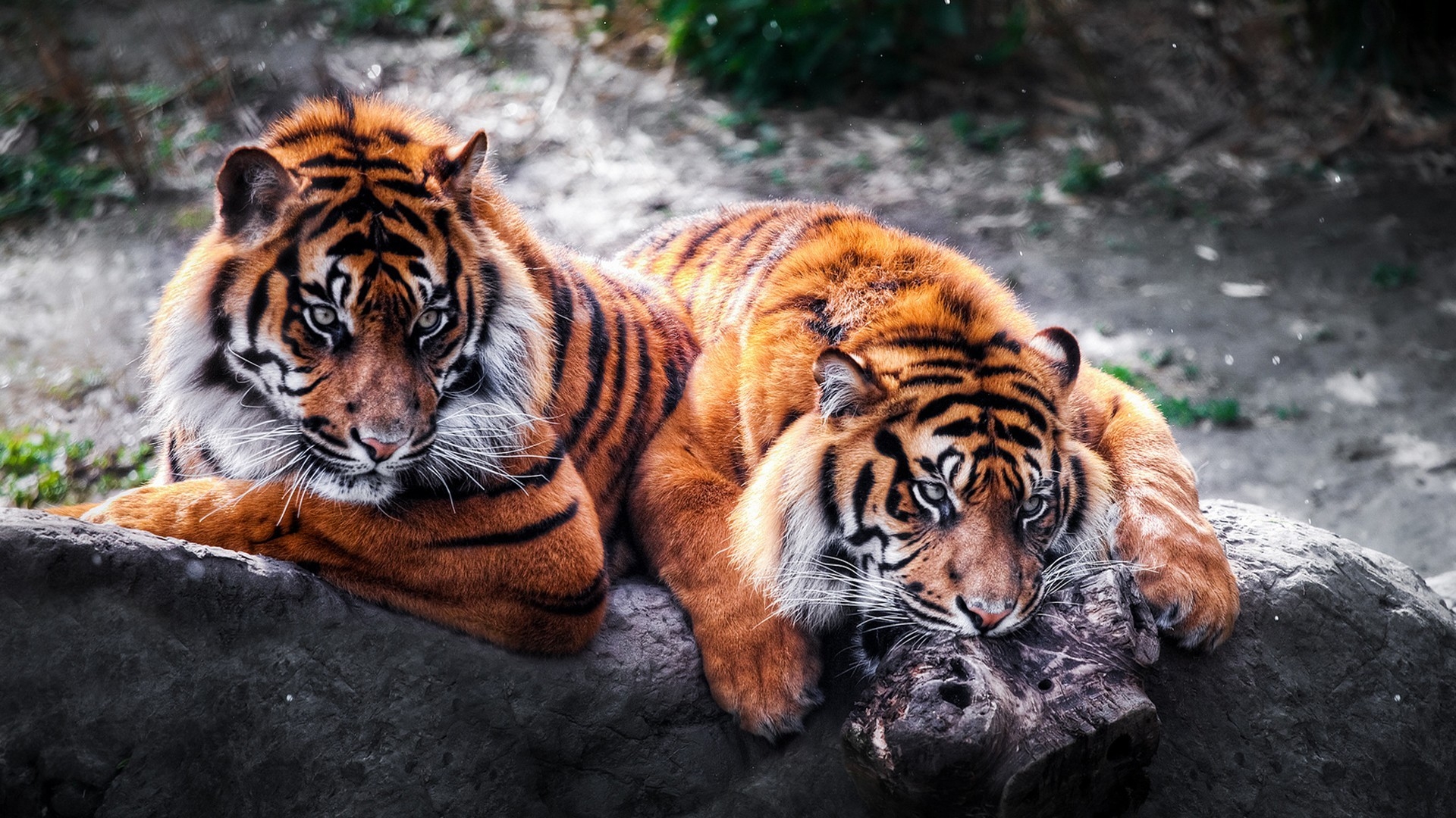 Baixar papel de parede para celular de Animais, Tigre gratuito.