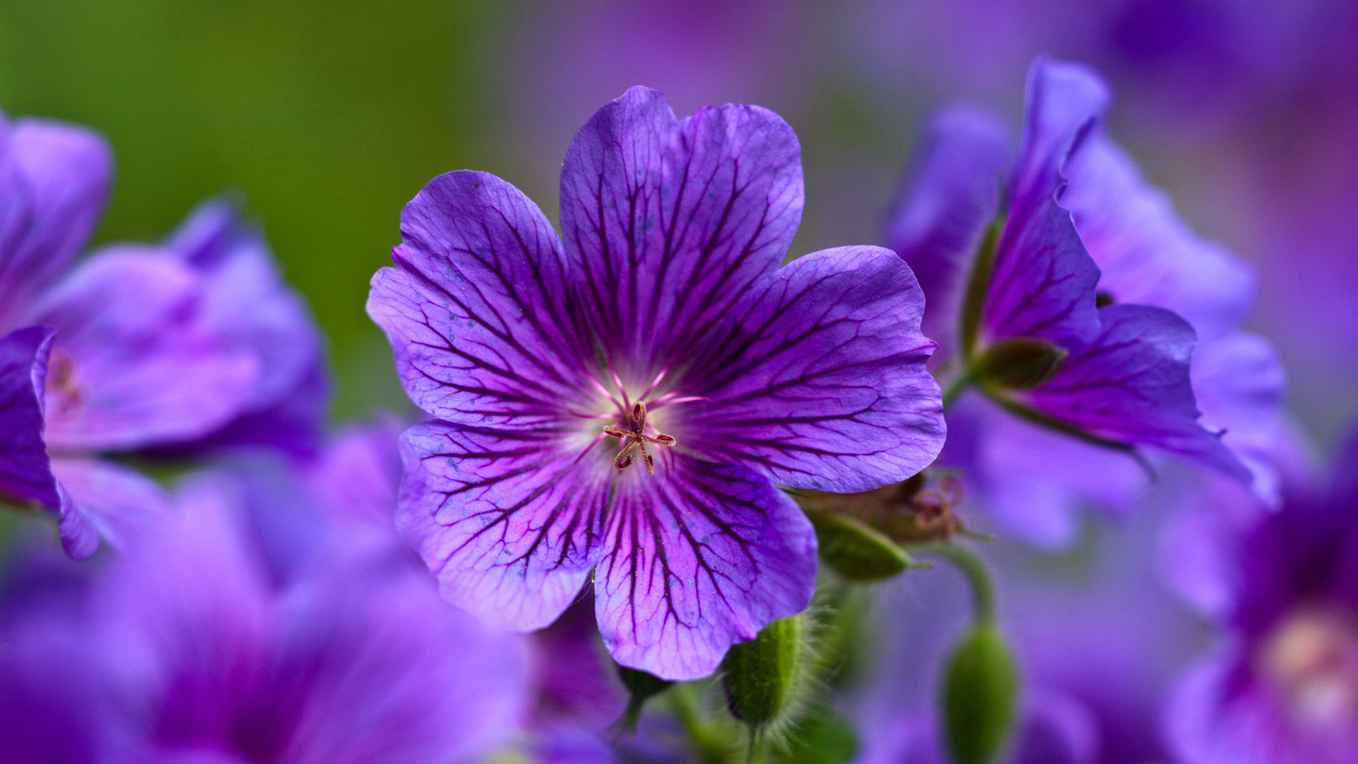 Free download wallpaper Plants, Flowers, Violet on your PC desktop