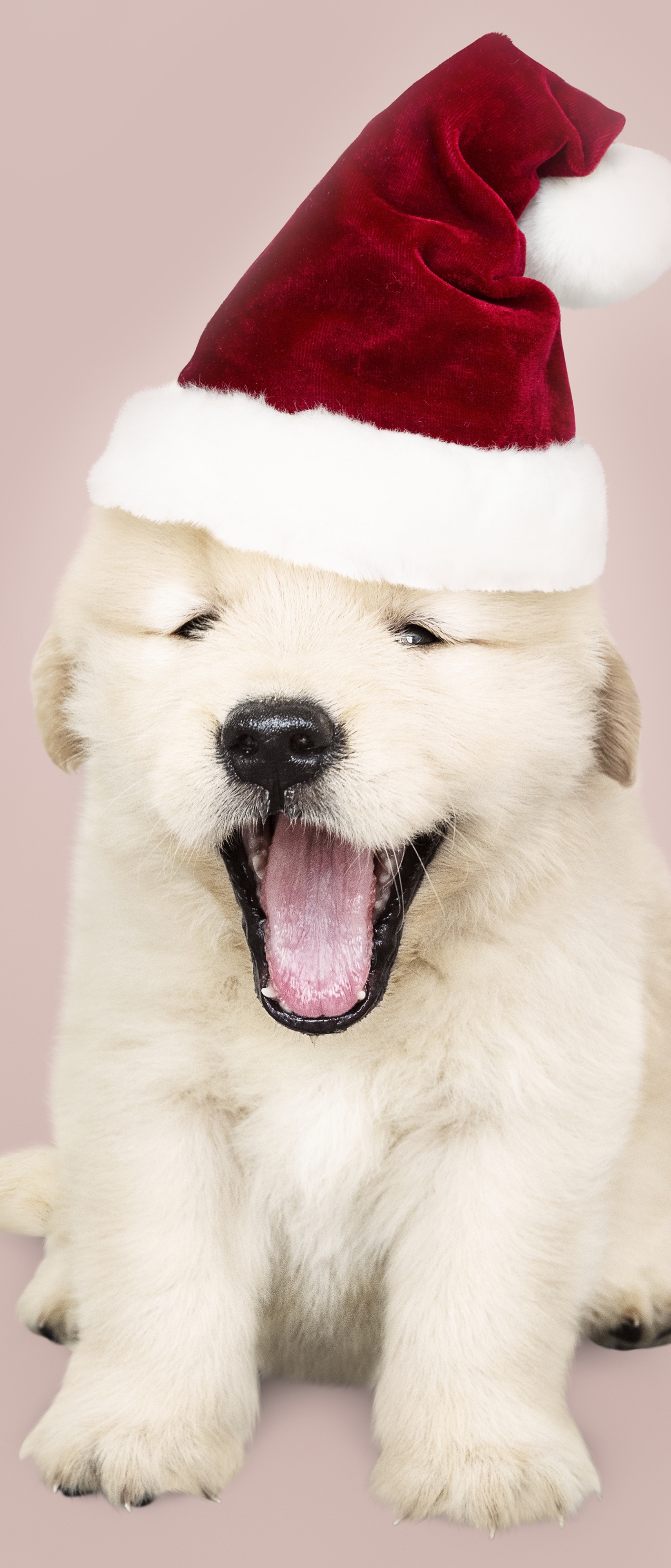 Téléchargez des papiers peints mobile Animaux, Chiens, Chien, Chiot, Labrador Retriever, Chapeau De Père Noël, Bébé Animal gratuitement.