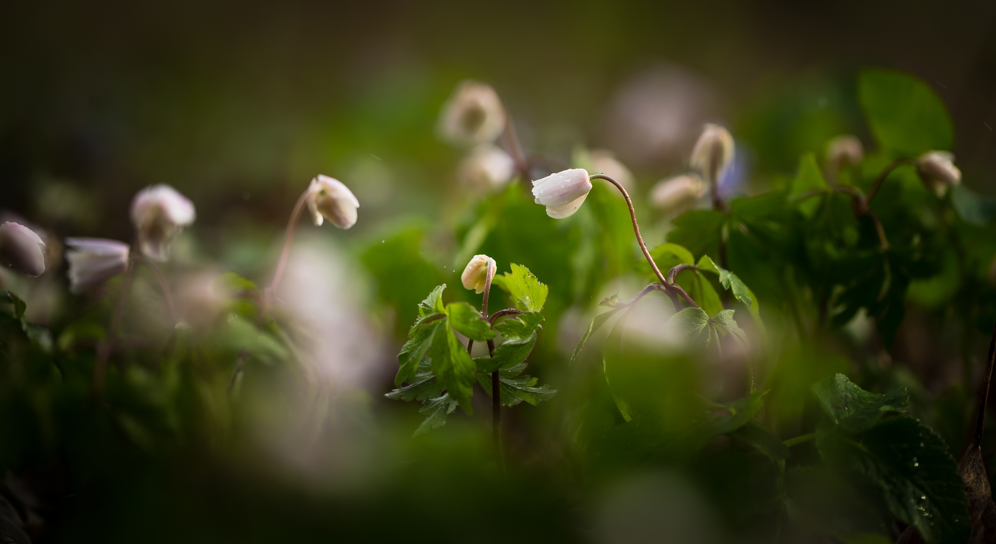 Download mobile wallpaper Nature, Flowers, Close Up, Earth, Anemone, White Flower for free.