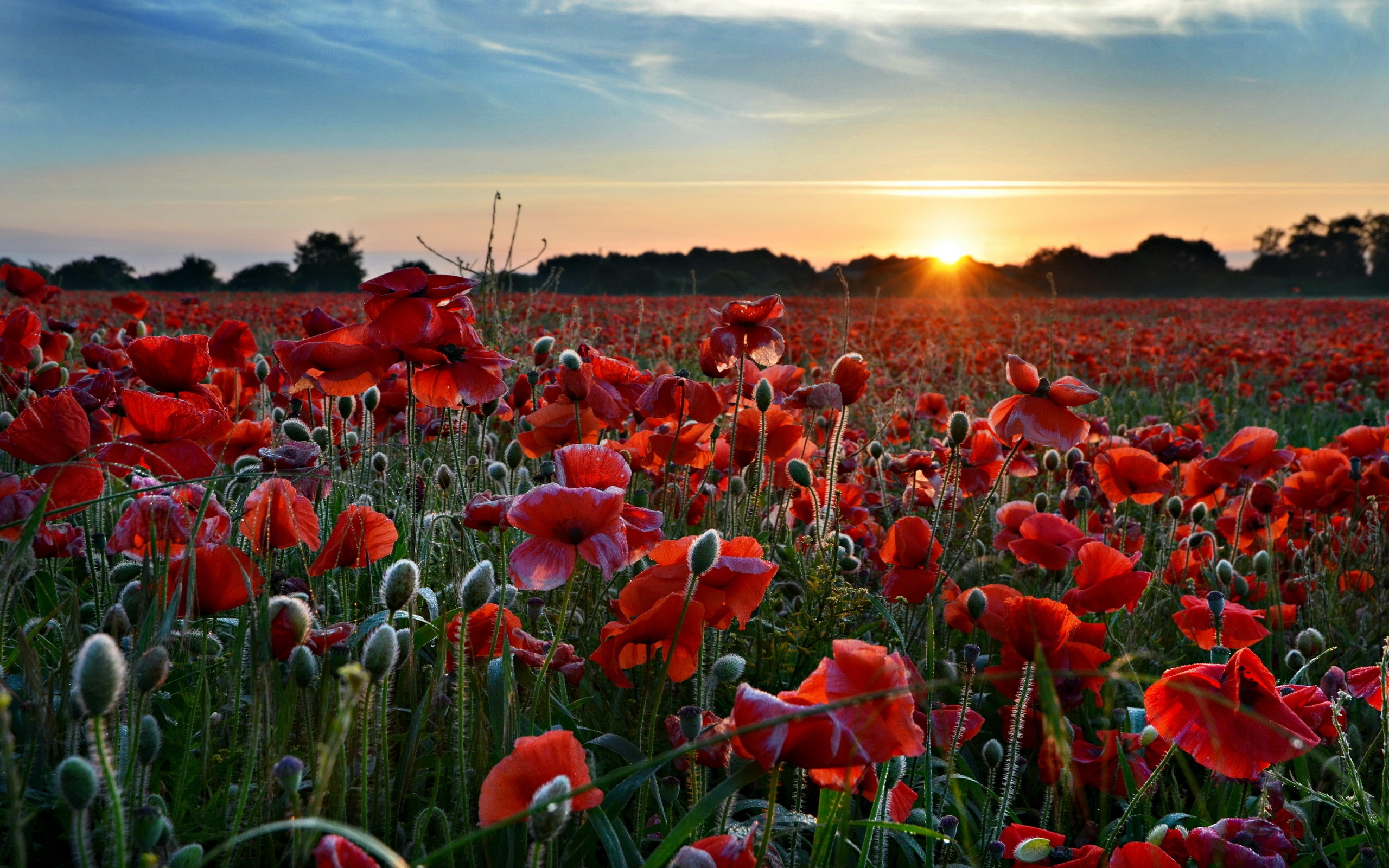 Download mobile wallpaper Poppy, Flowers, Earth for free.