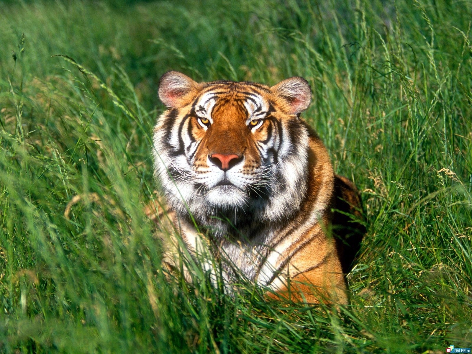 Free download wallpaper Animals, Grass, Tigers on your PC desktop