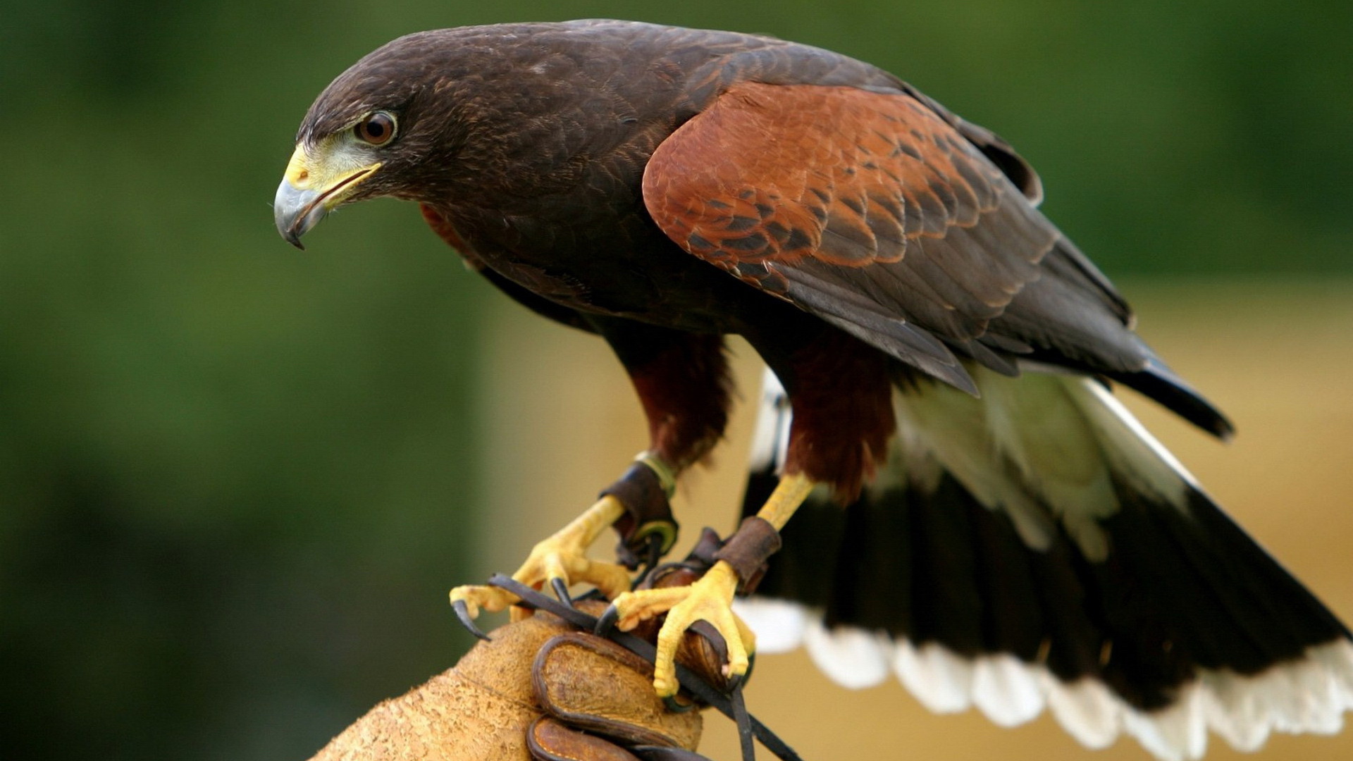 Descarga gratuita de fondo de pantalla para móvil de Animales, Águila.