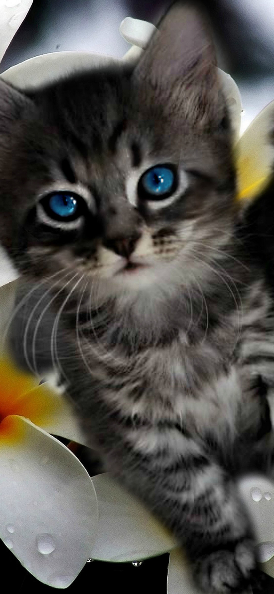 Download mobile wallpaper Cats, Cat, Kitten, Animal, Green Eyes, Blue Eyes for free.