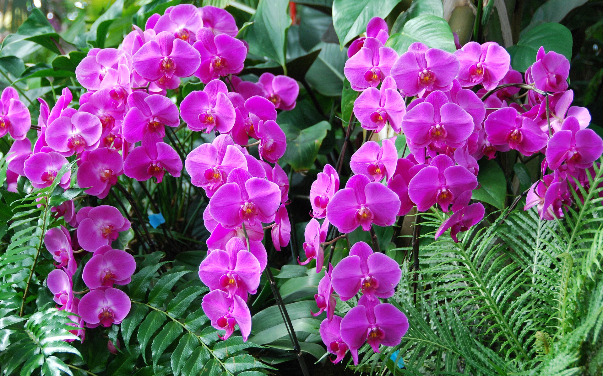 Descarga gratuita de fondo de pantalla para móvil de Orquídea, Flores, Tierra/naturaleza.