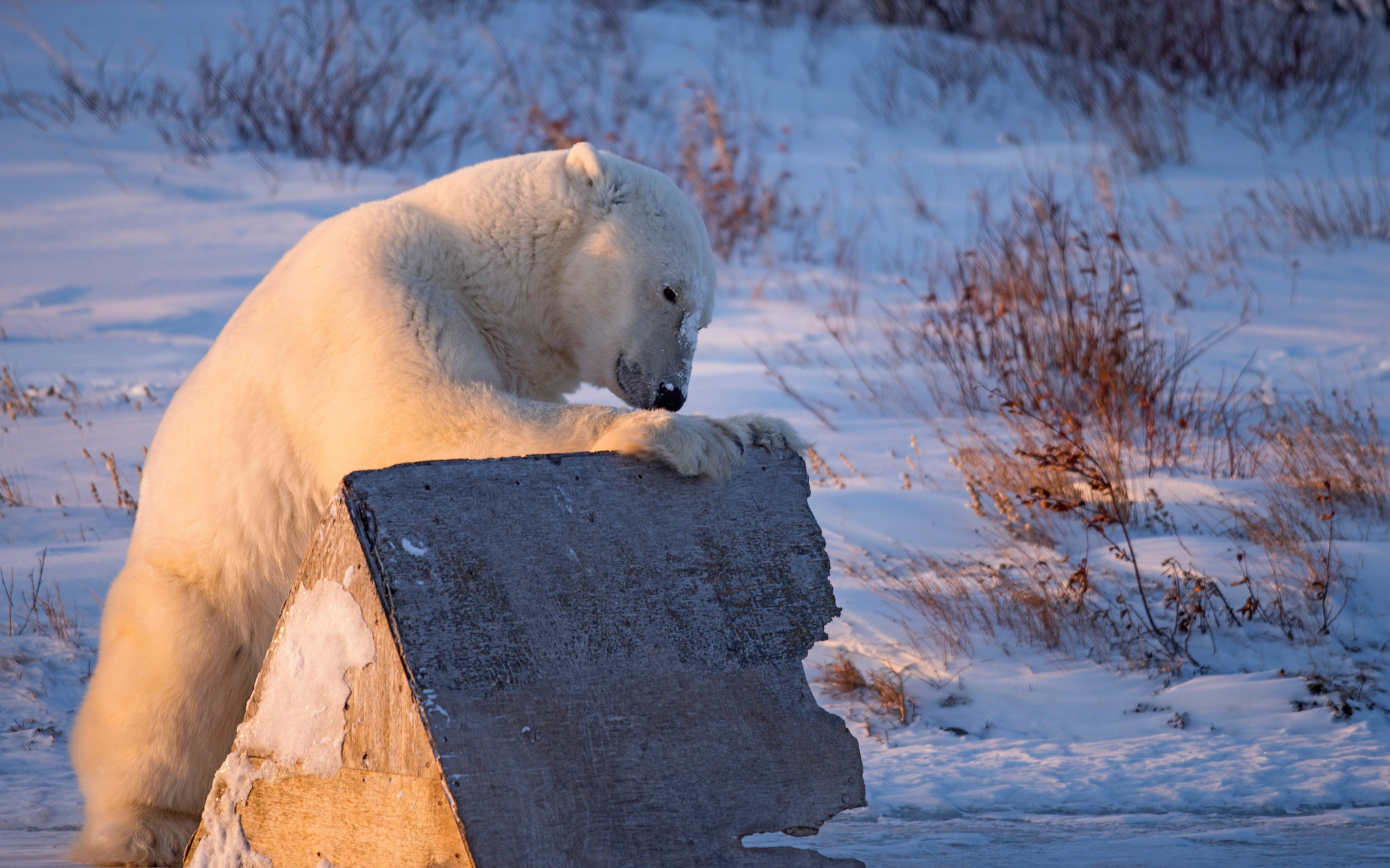 PCデスクトップに動物, 冬, 雪, クマ, シロクマ画像を無料でダウンロード