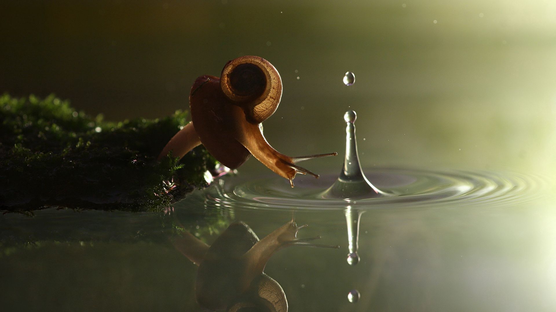 shell, animals, water, drop, snail, carapace QHD