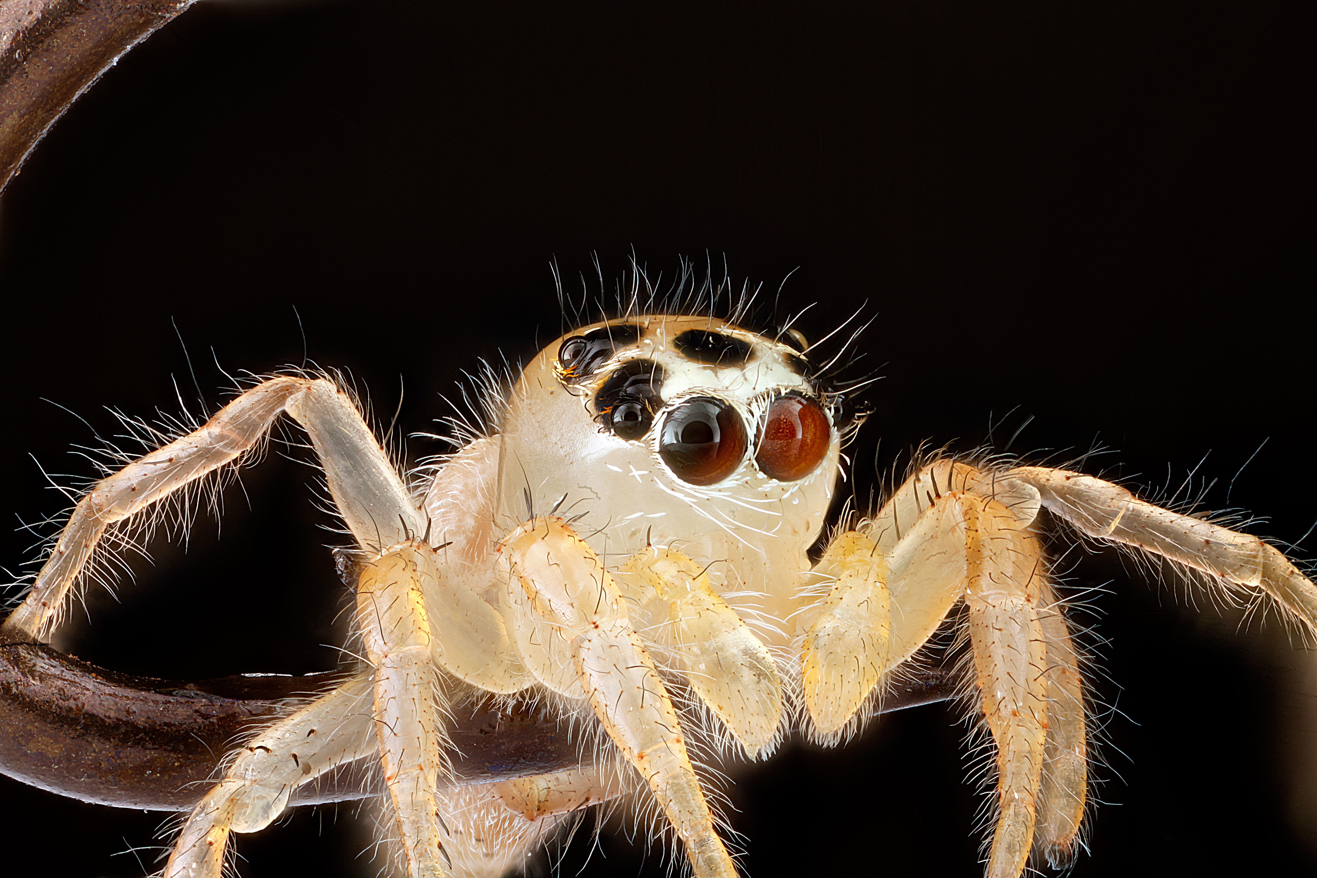 311355 baixar imagens animais, aranha, aranha saltadora - papéis de parede e protetores de tela gratuitamente
