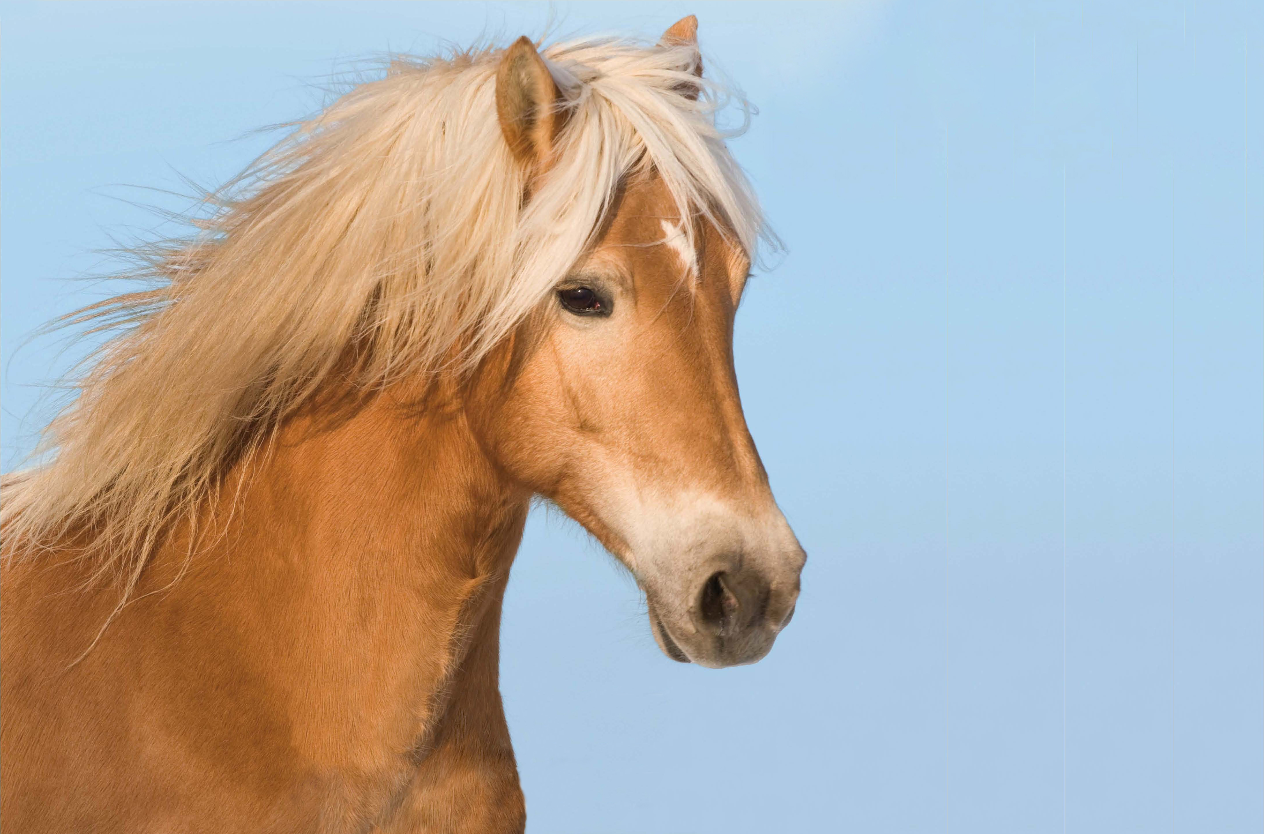 無料モバイル壁紙動物, 馬をダウンロードします。