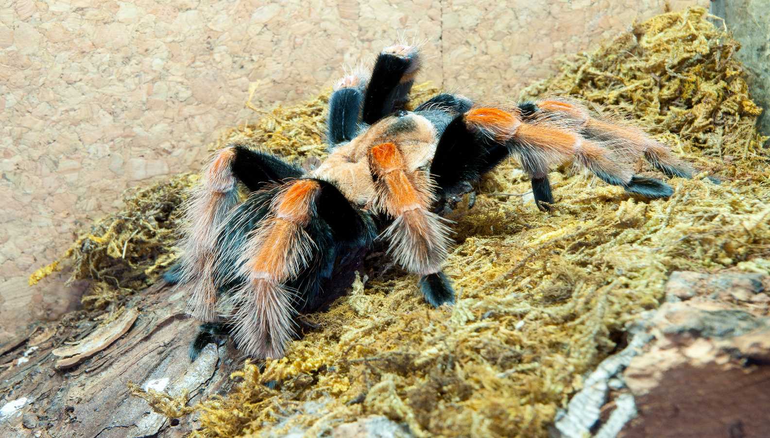 Free download wallpaper Spiders, Animal, Tarantula on your PC desktop