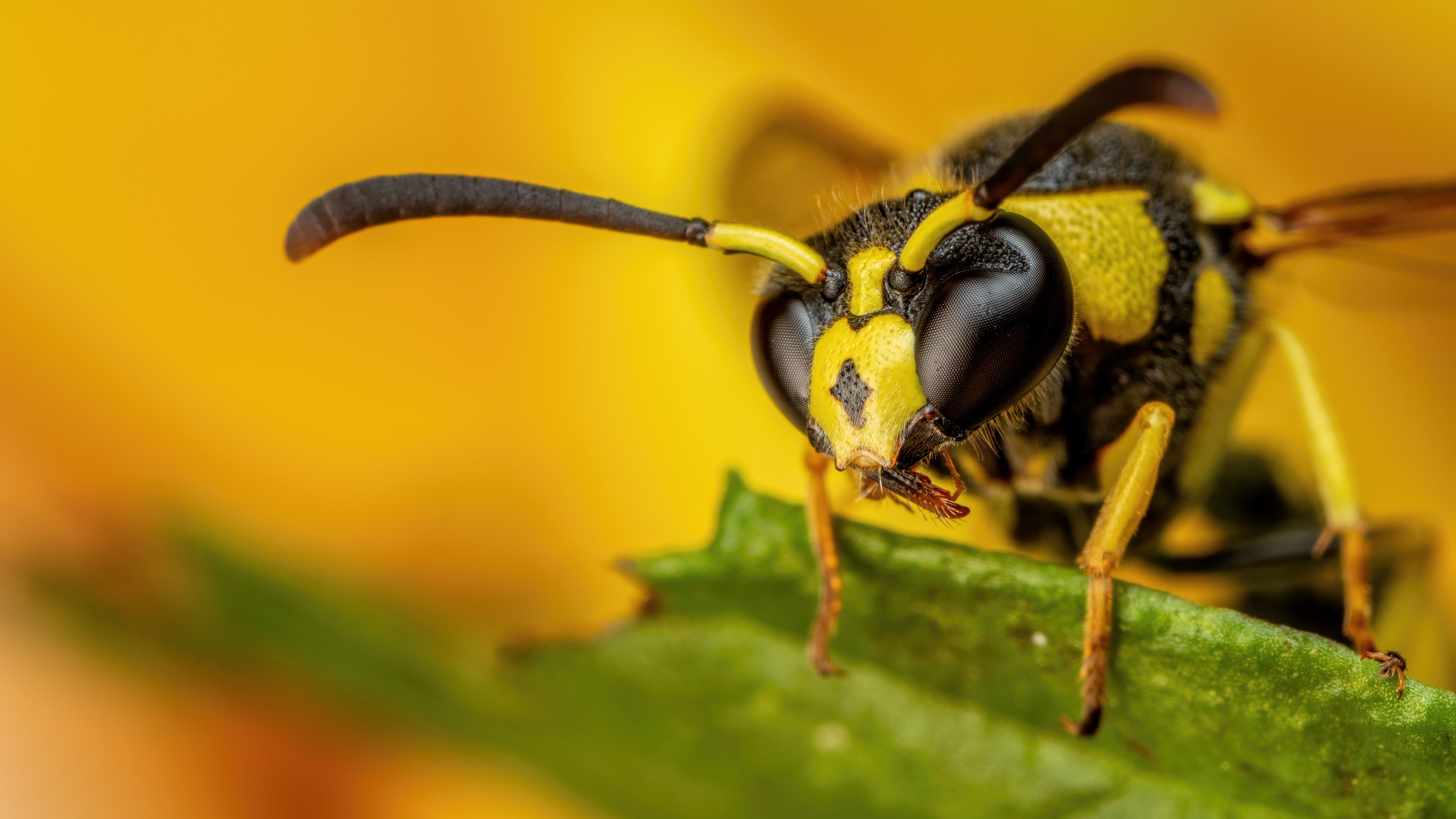 PCデスクトップに動物, 昆虫, ハチ画像を無料でダウンロード