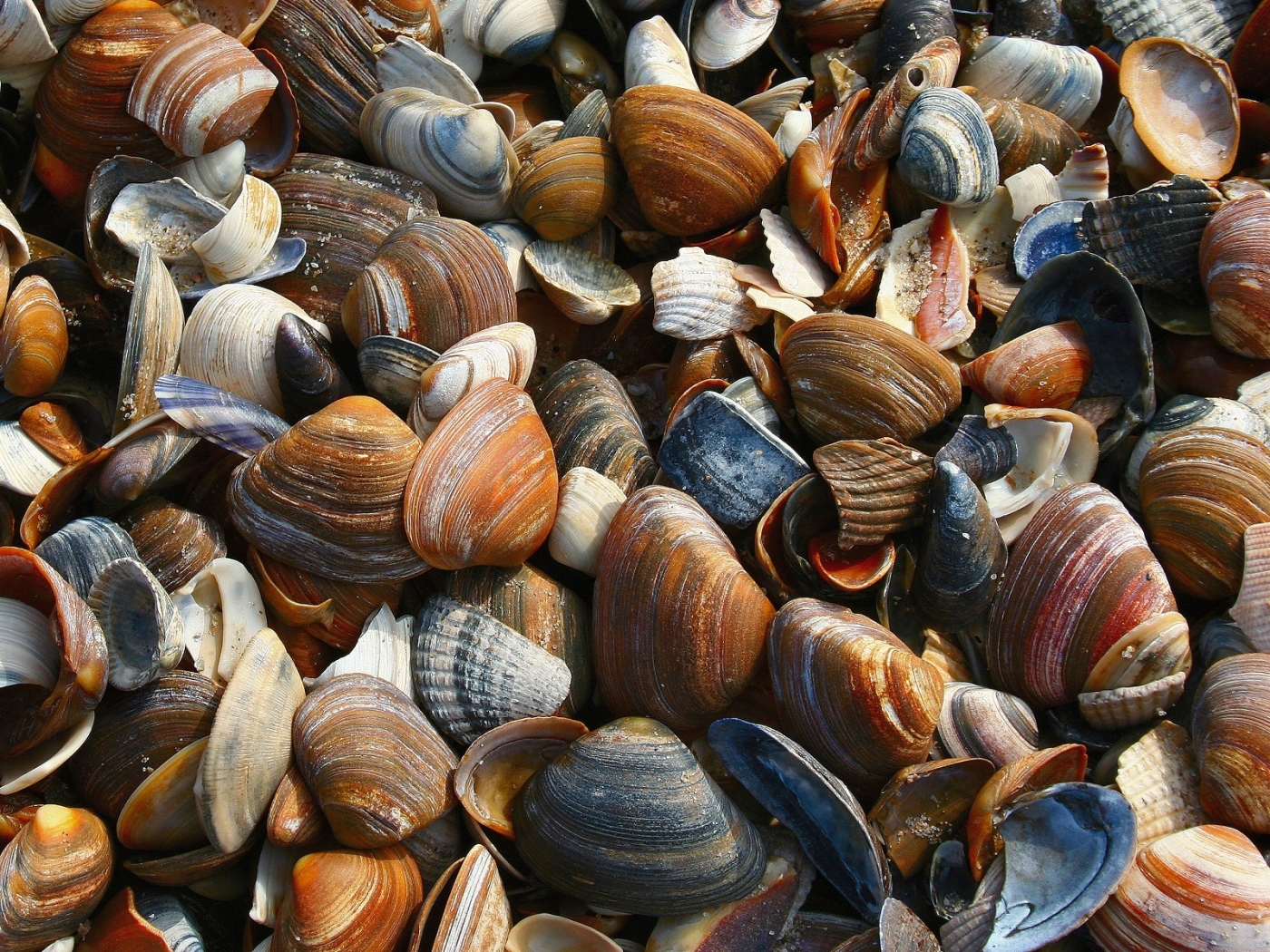 background, shells