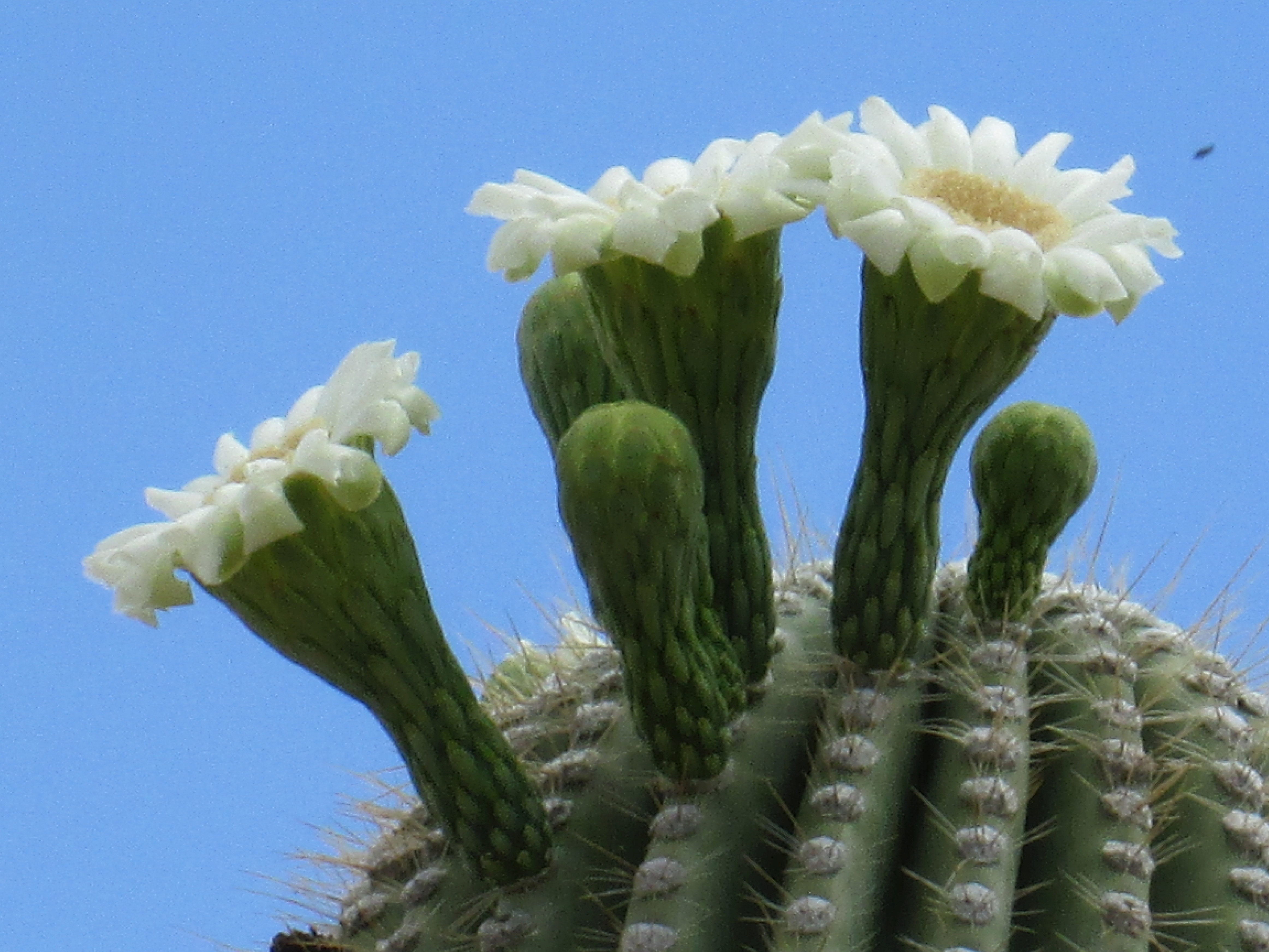 Laden Sie das Kaktus, Erde/natur-Bild kostenlos auf Ihren PC-Desktop herunter